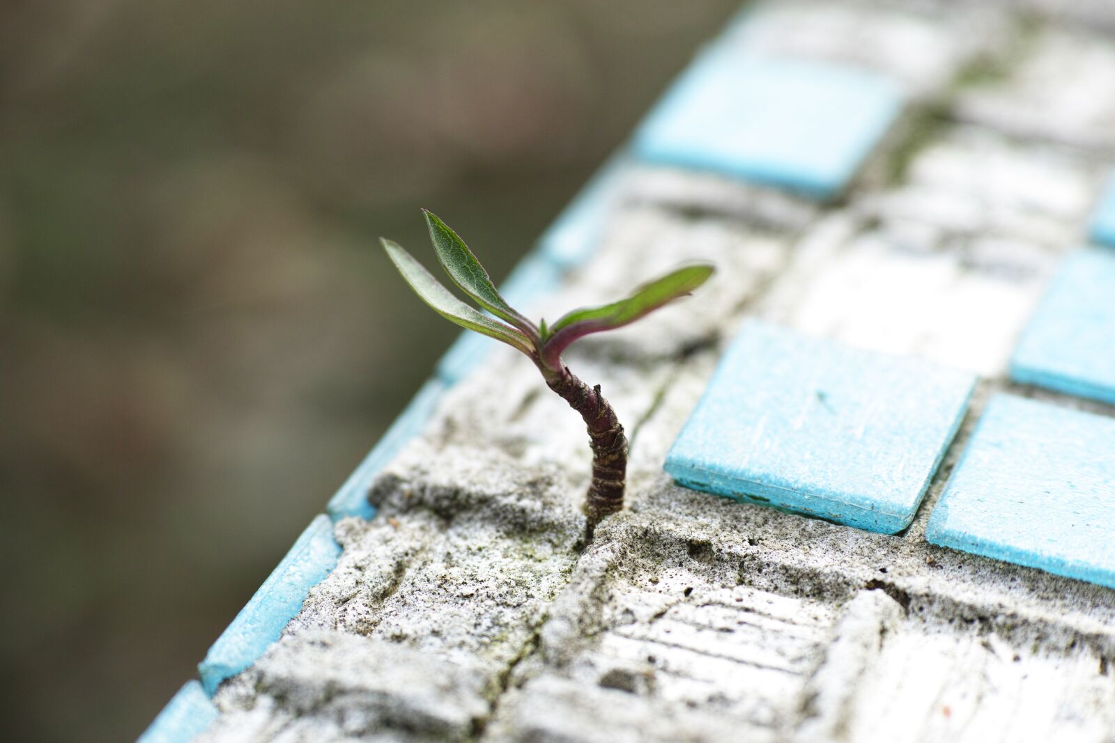 Sigma DP3 Merrill sample photo. Plant, live, flower photography