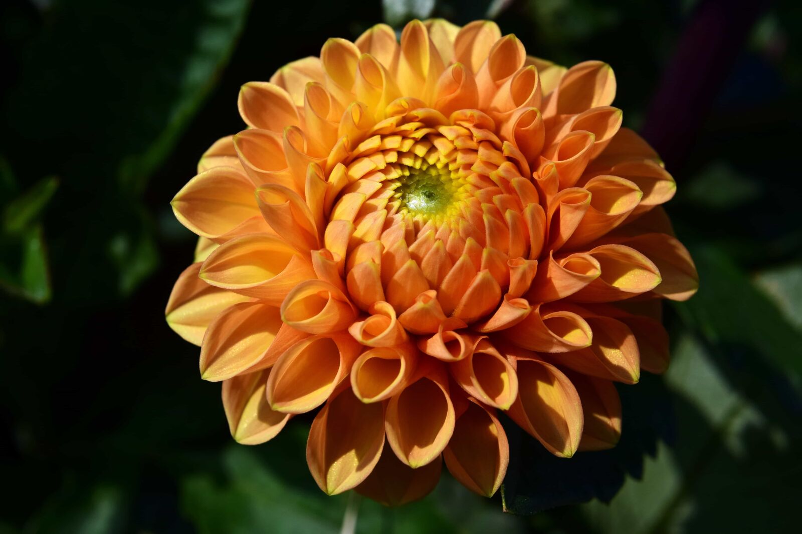 Nikon D3300 sample photo. Summer, macro, garden, nature photography