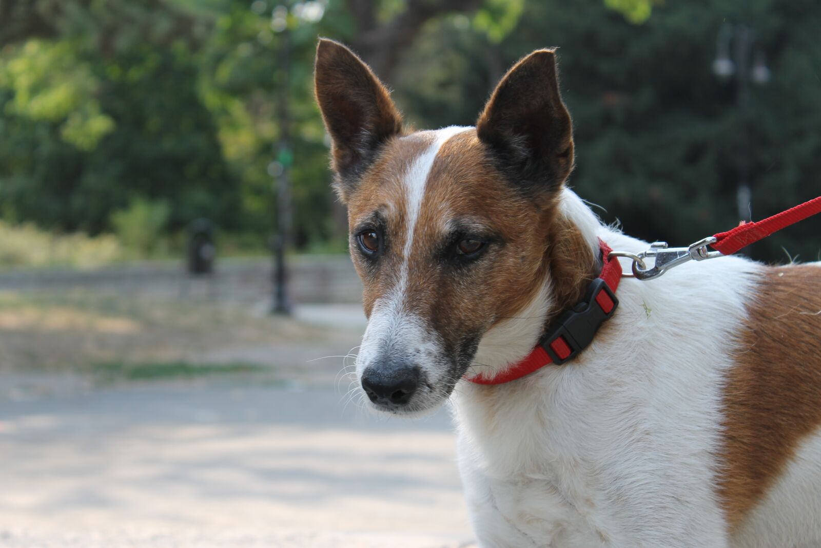 Canon EOS 1100D (EOS Rebel T3 / EOS Kiss X50) sample photo. Jack, jack russell, dog photography