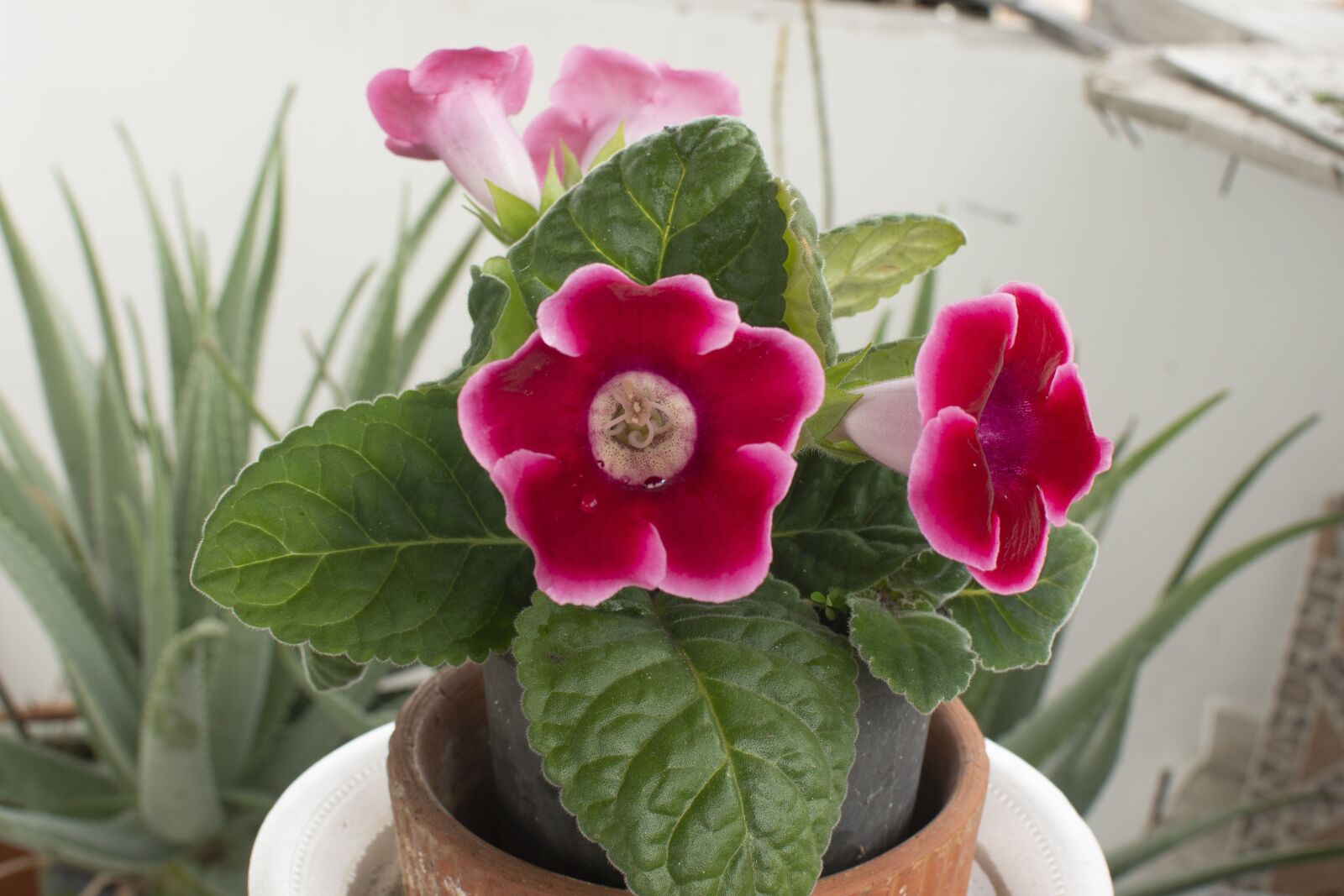 Nikon D7200 sample photo. Colombian flower, nikon d7200 photography