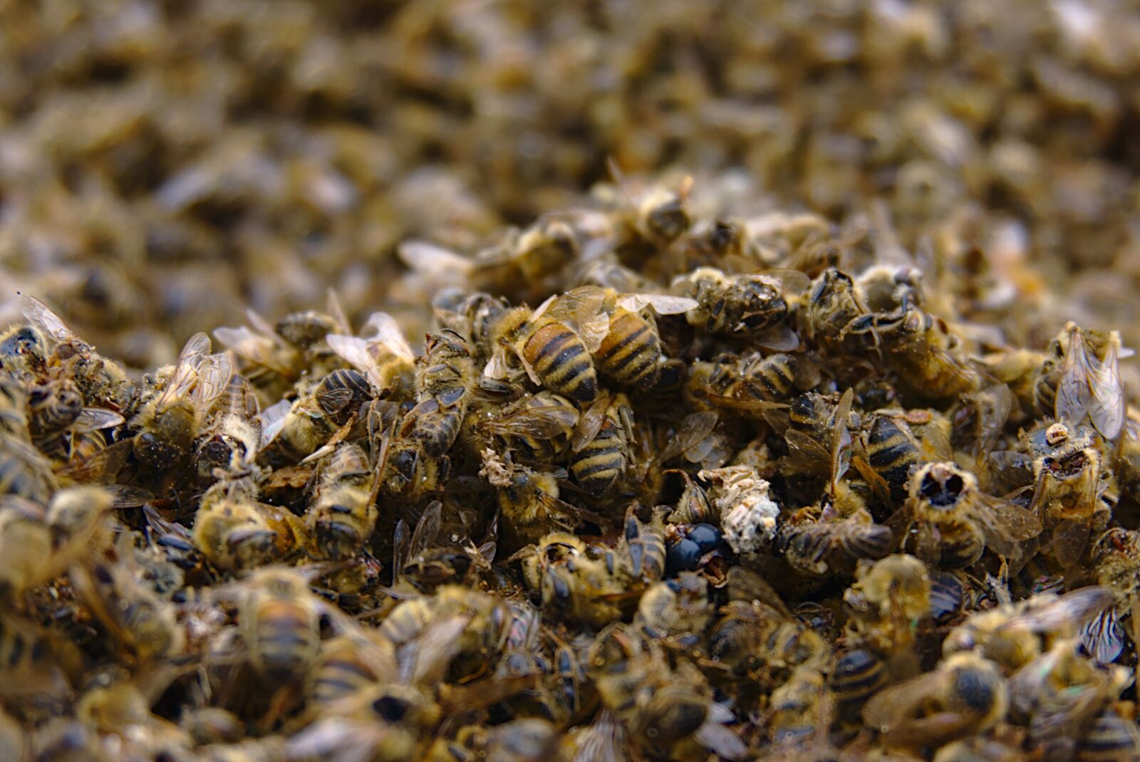 Sony E 16-50mm F3.5-5.6 PZ OSS sample photo. Bees, bee deaths, pesticidal photography