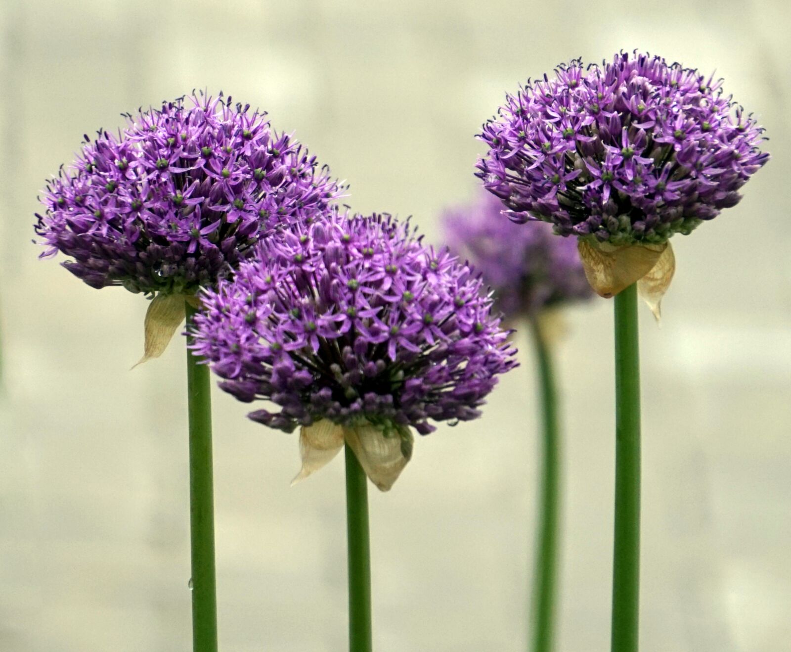 Sony Alpha a5000 (ILCE 5000) + Sony E 55-210mm F4.5-6.3 OSS sample photo. Allium, ornamental onion, blossom photography