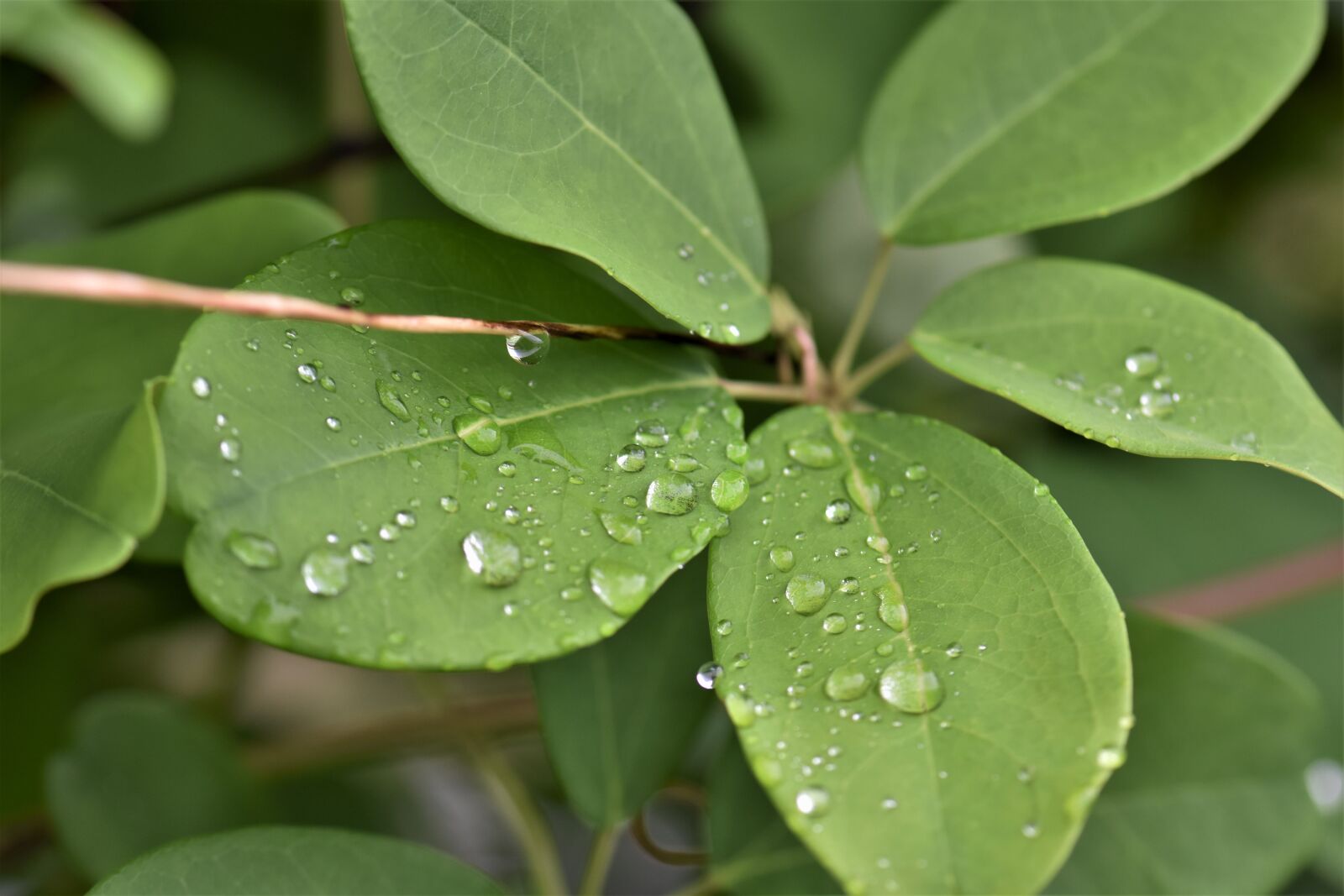 Nikon D5500 sample photo. Leaves, plant, leaf photography