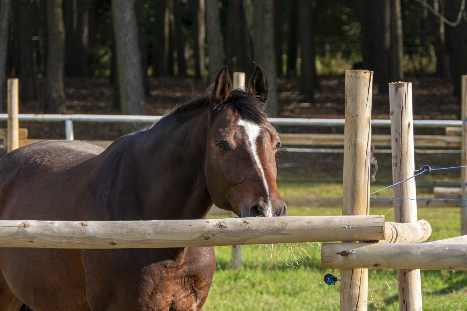 Panasonic Lumix DMC-FZ2500 (Lumix DMC-FZ2000) sample photo. The horse, pen, catwalk photography