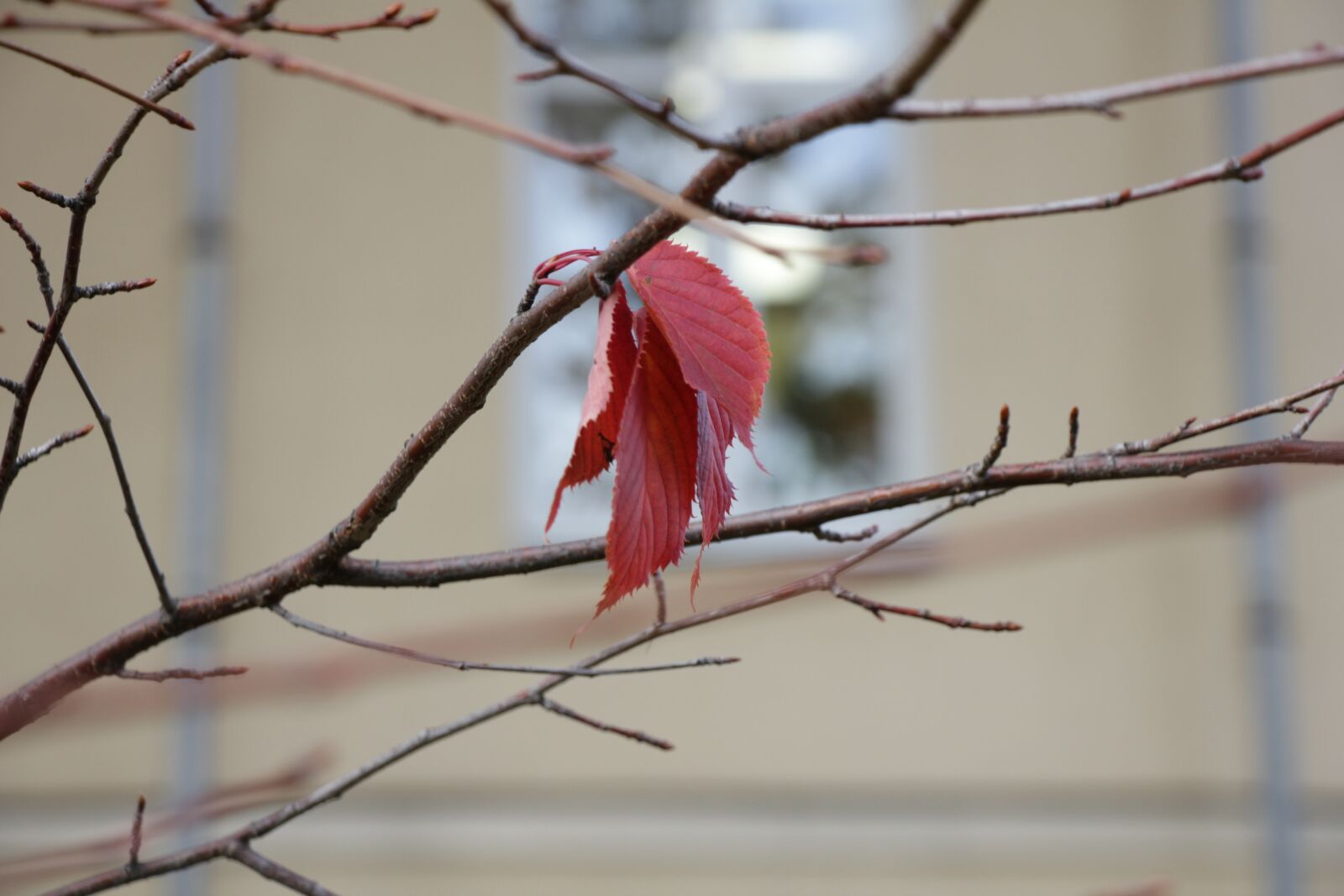 Canon EOS 550D (EOS Rebel T2i / EOS Kiss X4) sample photo. Sheet, autumn, season photography