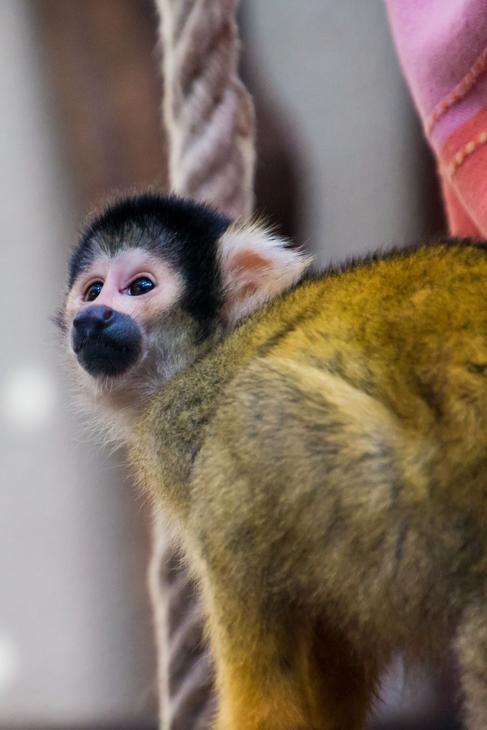 Canon EOS 70D sample photo. Squirrel monkey, monkey, äffchen photography