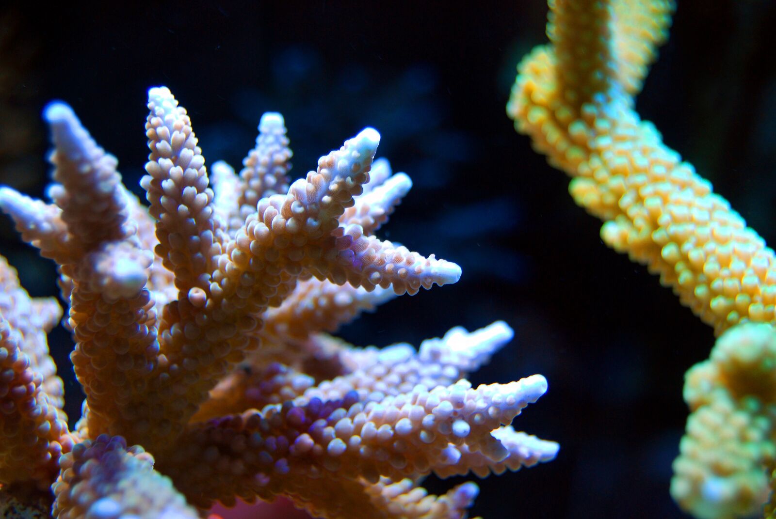 Nikon D40X sample photo. Coral, reef, sea photography
