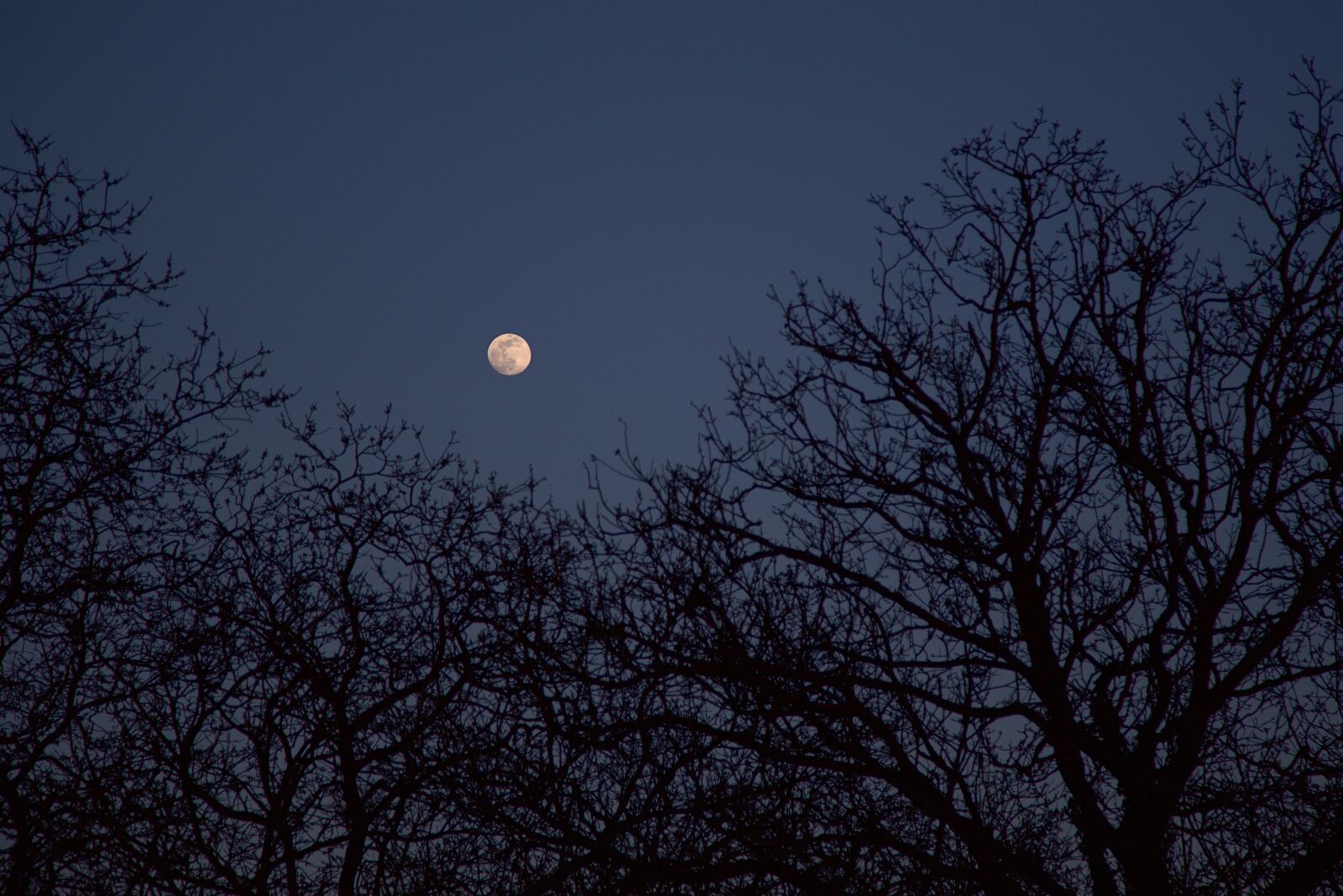 Canon EOS 6D + Canon EF 24-105mm F4L IS USM sample photo. Moon, trees, night photography