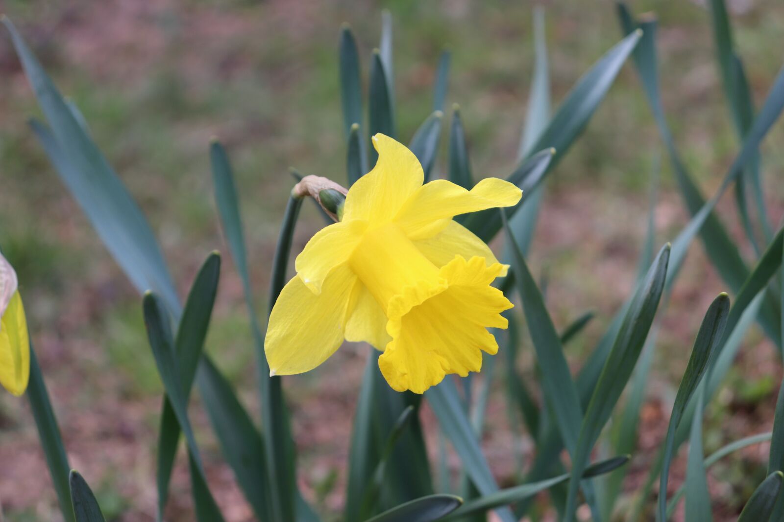 Canon EOS 200D (EOS Rebel SL2 / EOS Kiss X9) sample photo. The narcissist, yellow, flower photography
