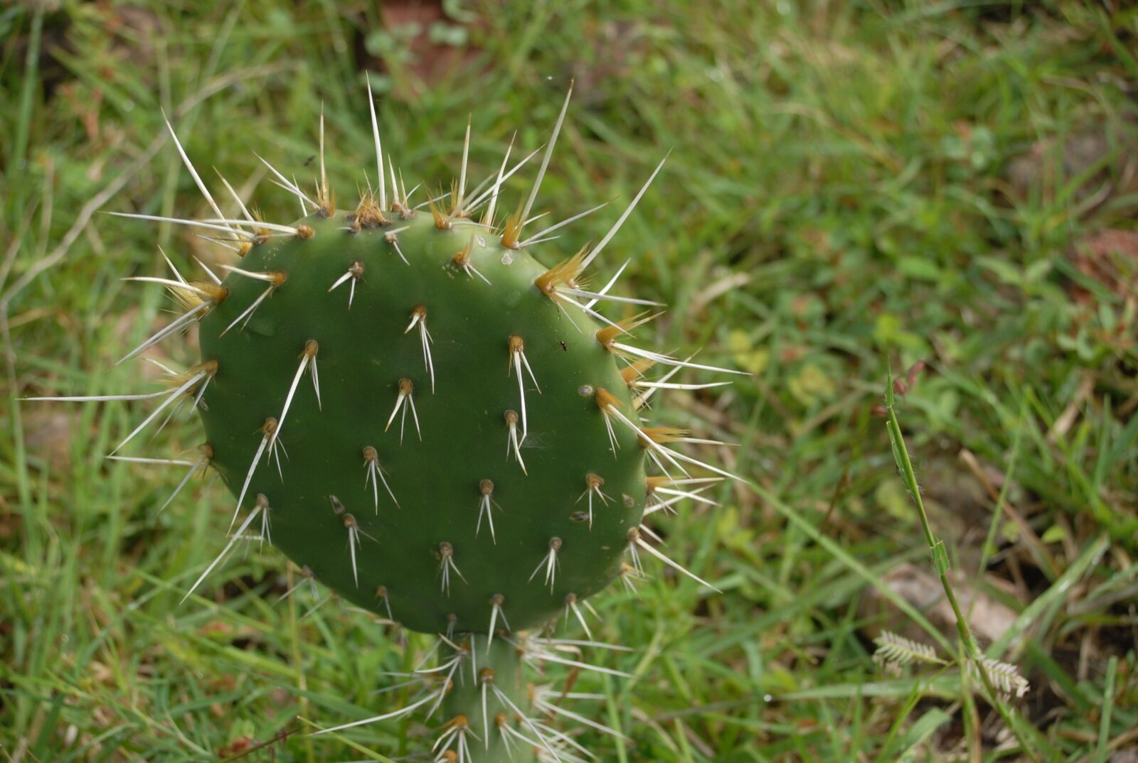Nikon D200 sample photo. Cactus, thorns, nature photography