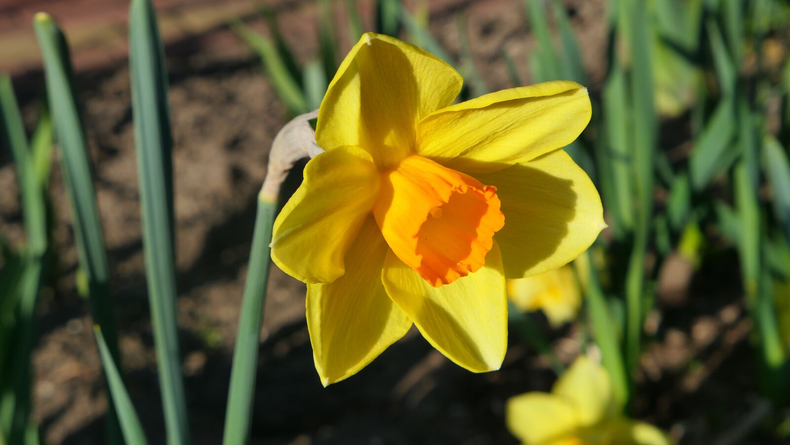 Panasonic Lumix DMC-LX10 (Lumix DMC-LX15) sample photo. Daffodil, flower, spring photography