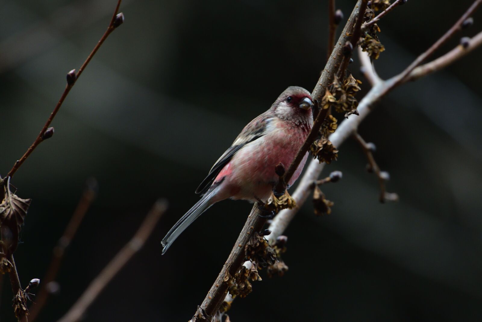 Nikon D500 sample photo. Wild animals, bird, natural photography