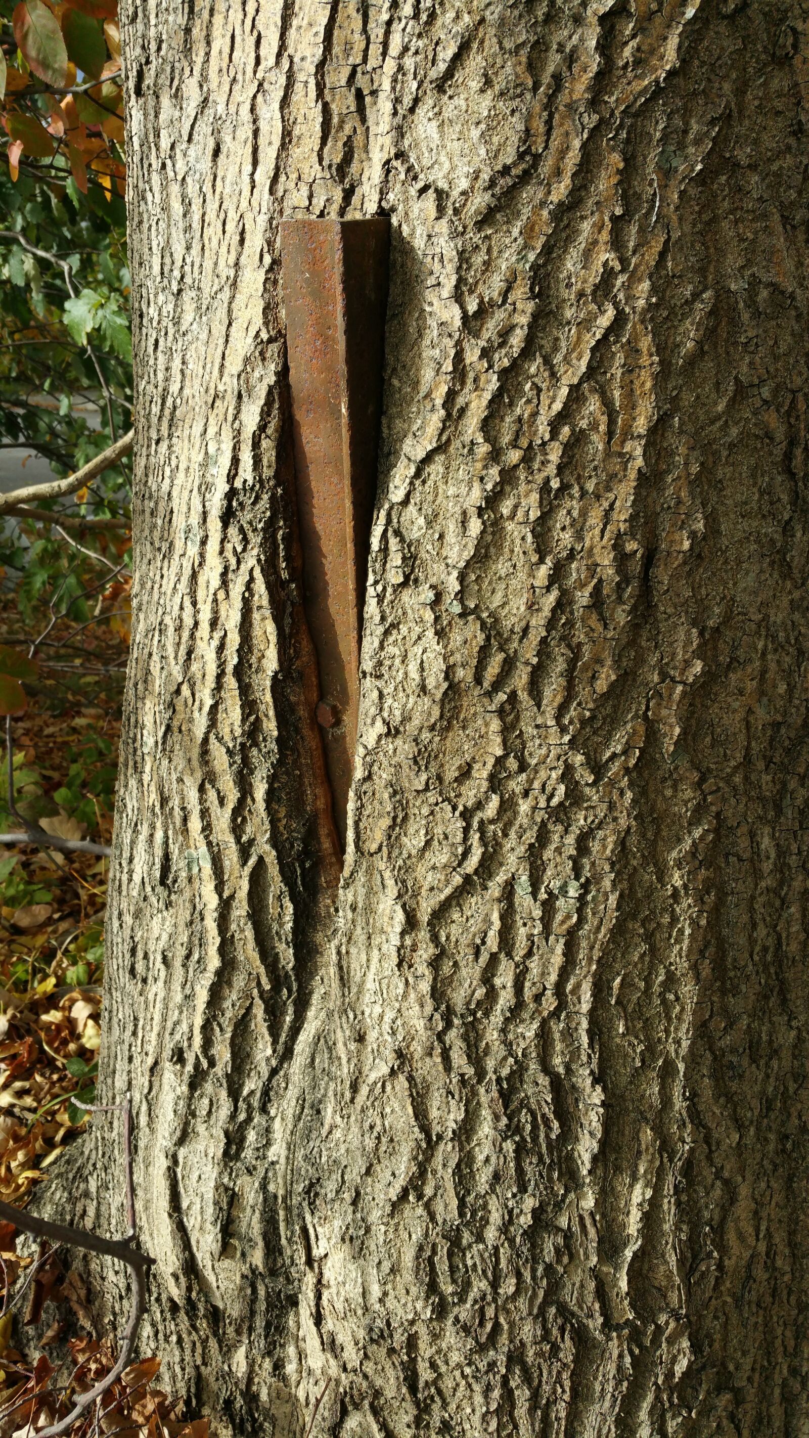 Samsung Galaxy Note4 sample photo. Tree, nature, growth photography