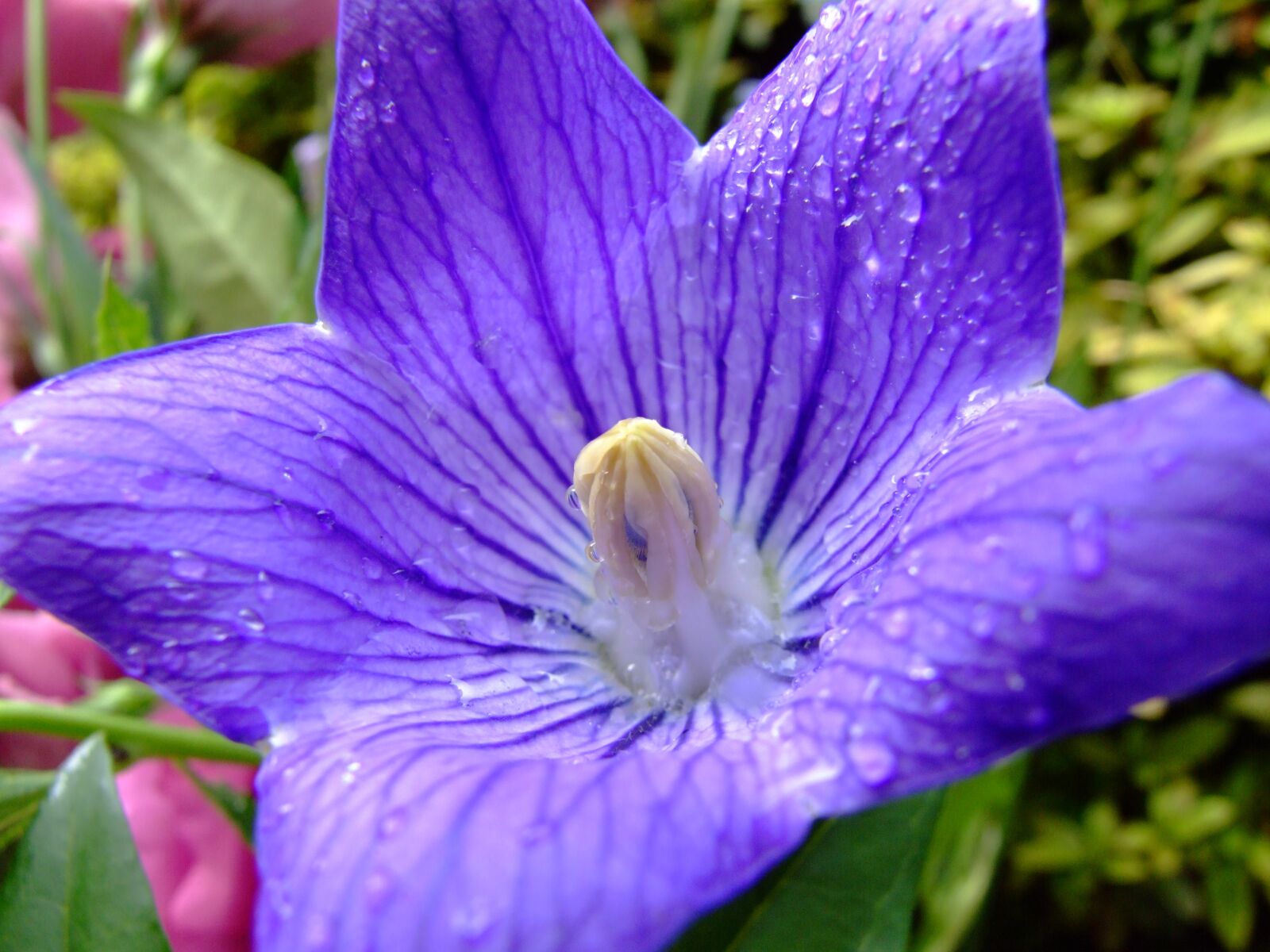 Fujifilm FinePix S9000 sample photo. Flower, platycodon grandiflorus, purple photography