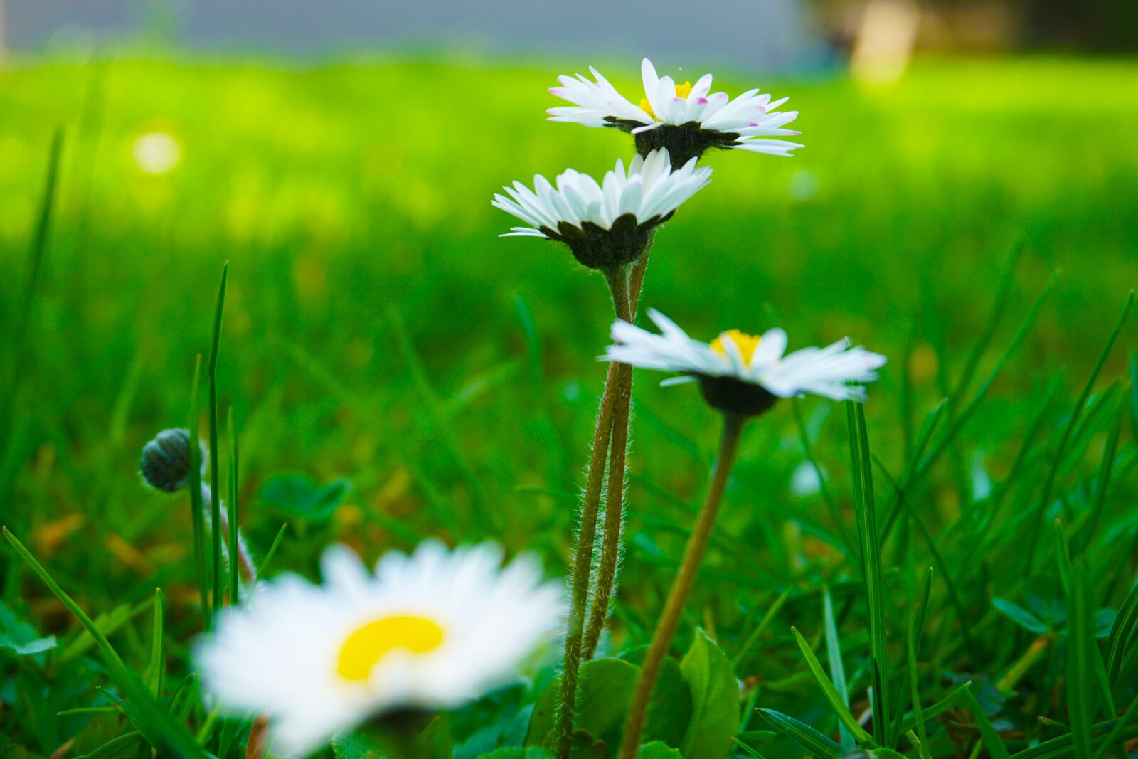 Sony a6000 sample photo. Daisy, green, nature photography
