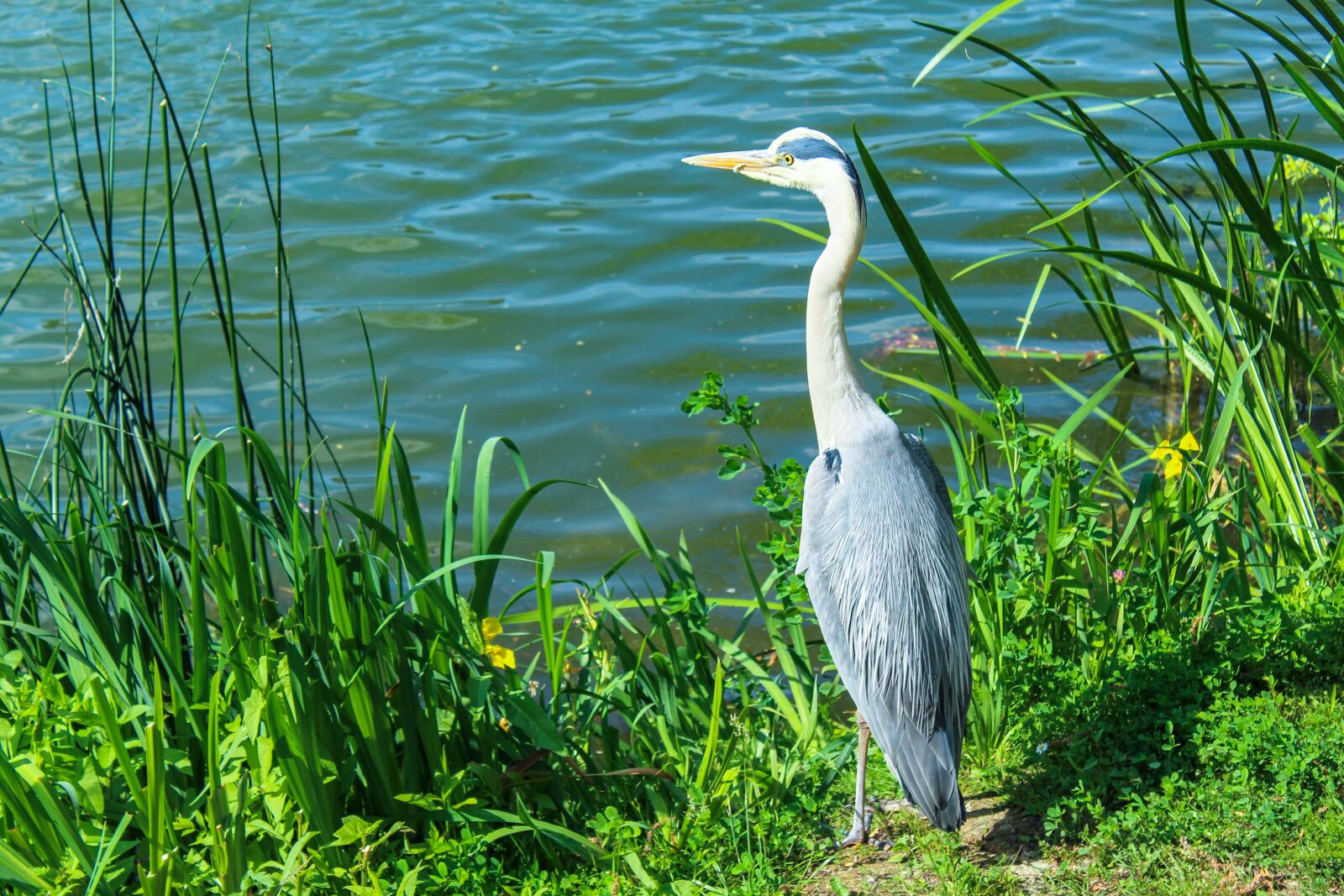 Canon EOS 1300D (EOS Rebel T6 / EOS Kiss X80) sample photo. Bird, bank, water photography