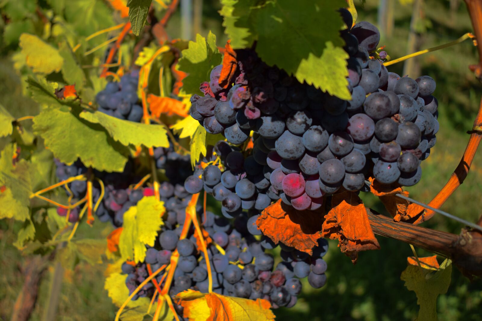 Nikon D5300 sample photo. Grapes, vine, blue grapes photography