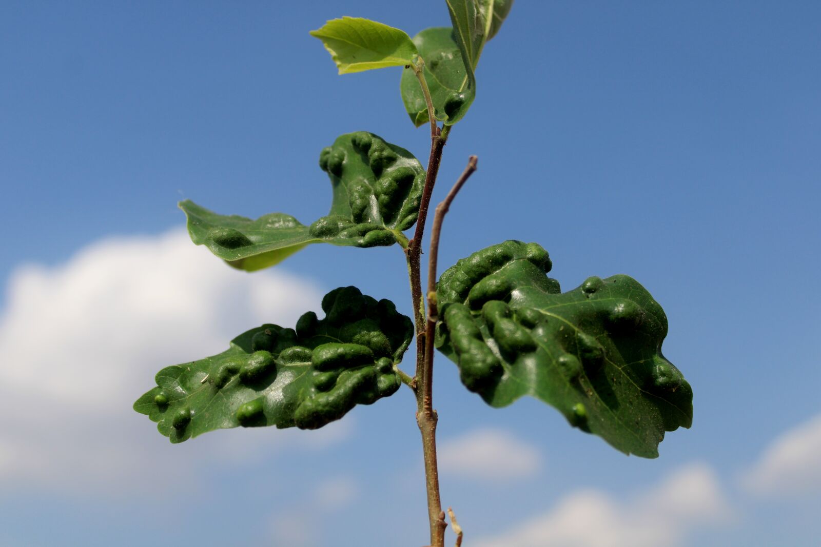 Canon EOS 2000D (EOS Rebel T7 / EOS Kiss X90 / EOS 1500D) sample photo. Wild vine leaves, eco photography