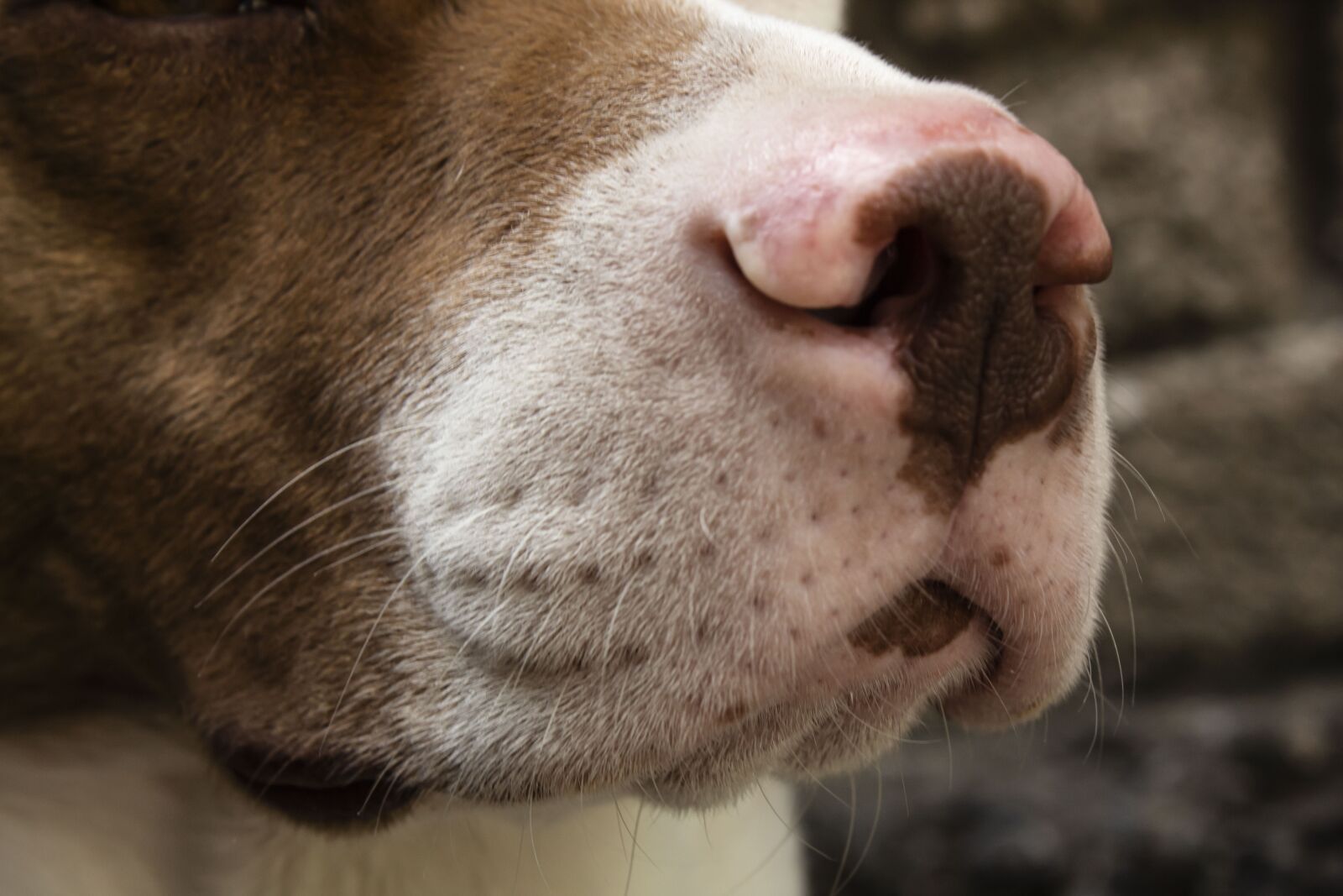 Canon EOS 1300D (EOS Rebel T6 / EOS Kiss X80) + Canon EF-S 18-55mm F3.5-5.6 III sample photo. Dog, detail, animal photography