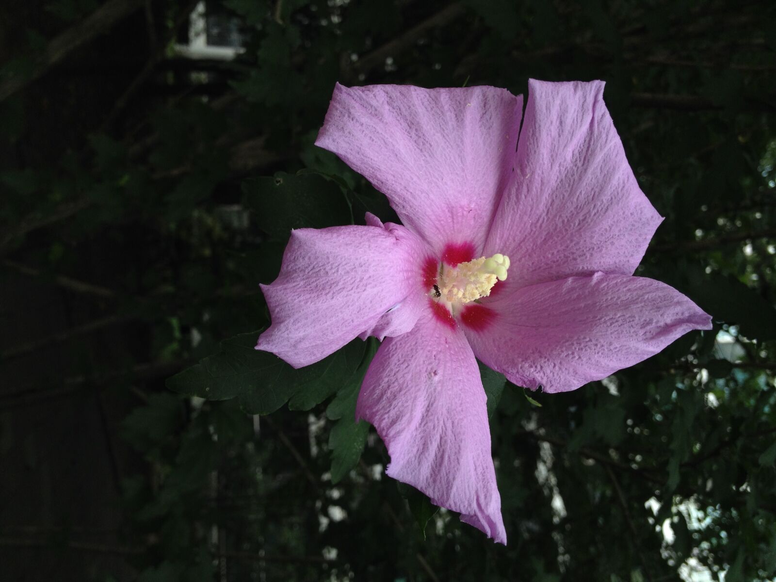 iPhone 4S back camera 4.28mm f/2.4 sample photo. Rose of sharon, flowers photography