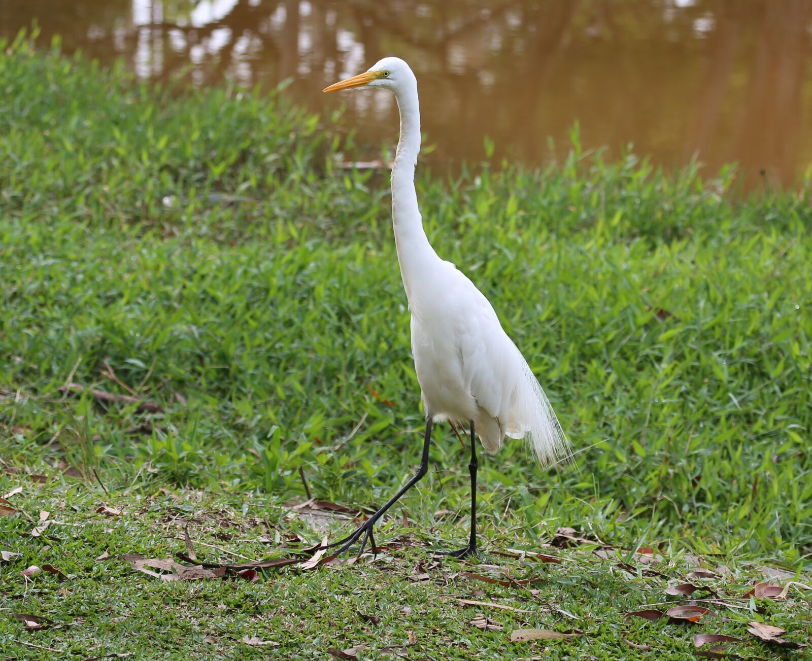 Canon EF 100-400mm F4.5-5.6L IS USM sample photo. Great white heron, walking photography