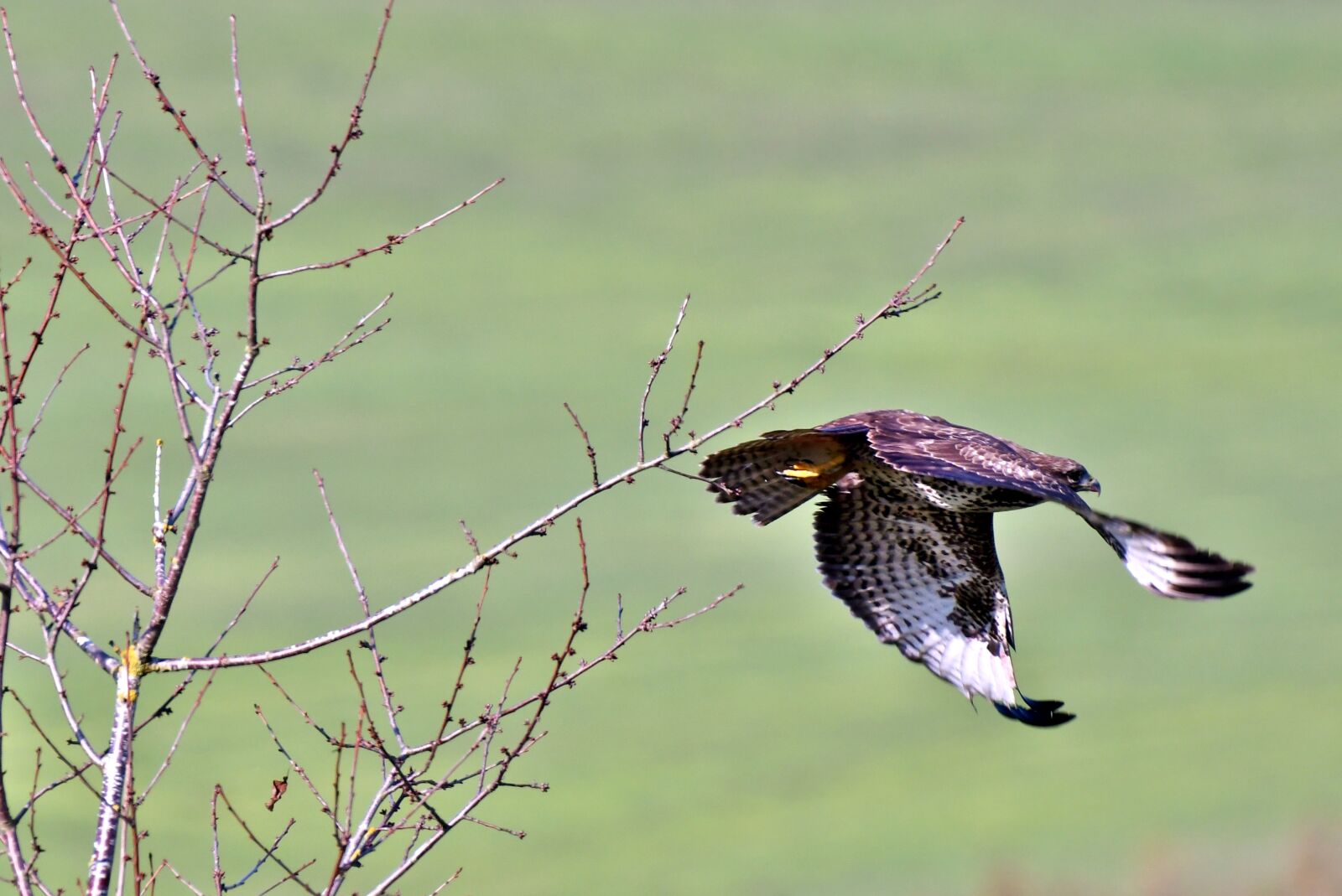 Nikon D500 sample photo. Common buzzard, bird of photography