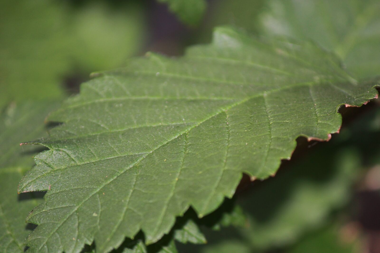 Canon EOS 550D (EOS Rebel T2i / EOS Kiss X4) sample photo. Macro, green, nature photography