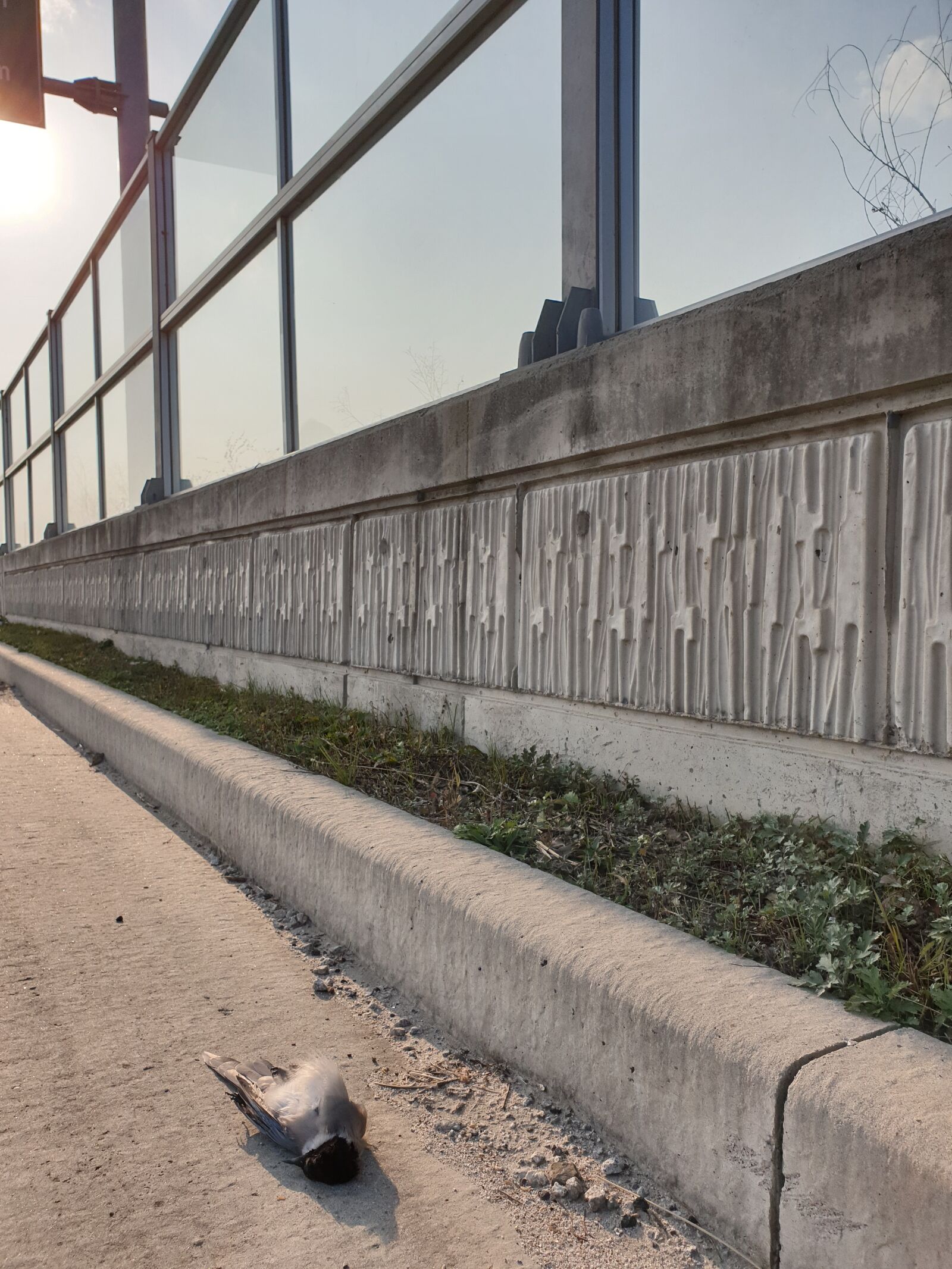 Samsung Galaxy Note9 sample photo. Bird collision, transparent noise photography