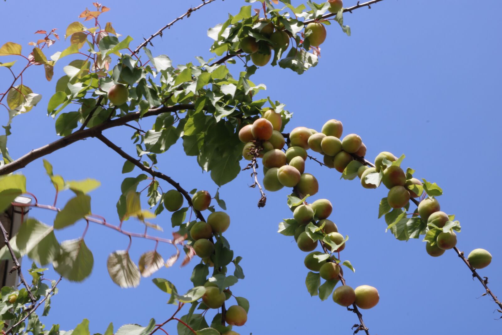 Canon EOS 750D (EOS Rebel T6i / EOS Kiss X8i) sample photo. Erik, tree photography