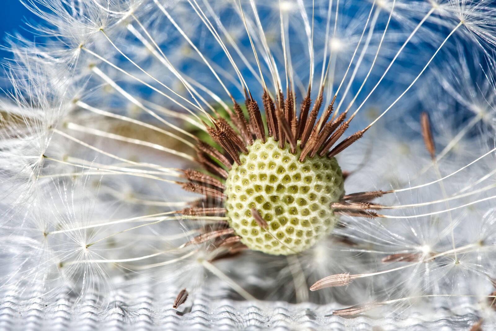 Nikon D7200 sample photo. Dandelion, plant, close up photography
