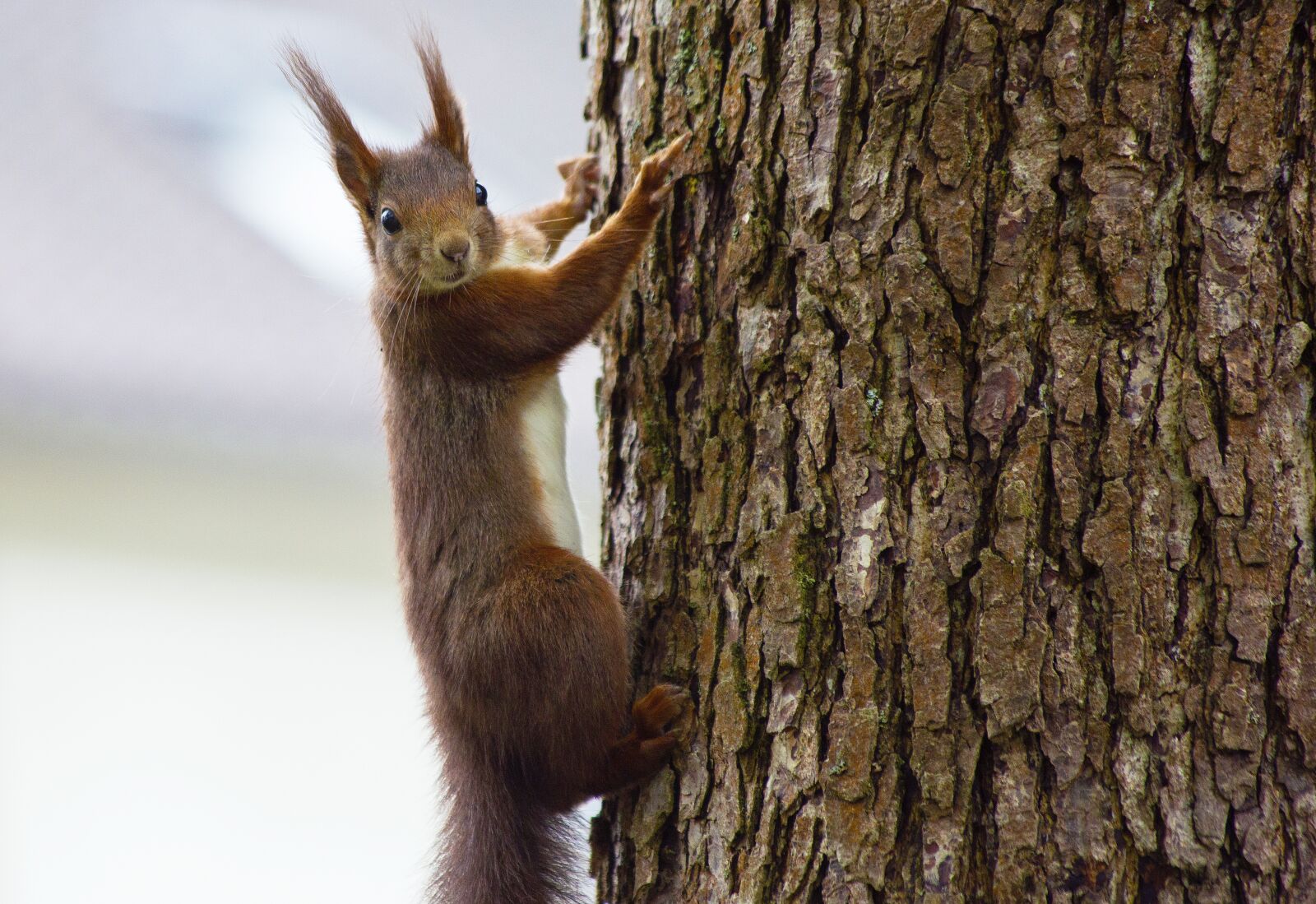 Canon EF 70-300mm F4-5.6 IS USM sample photo. Squirrel, animal, nature photography