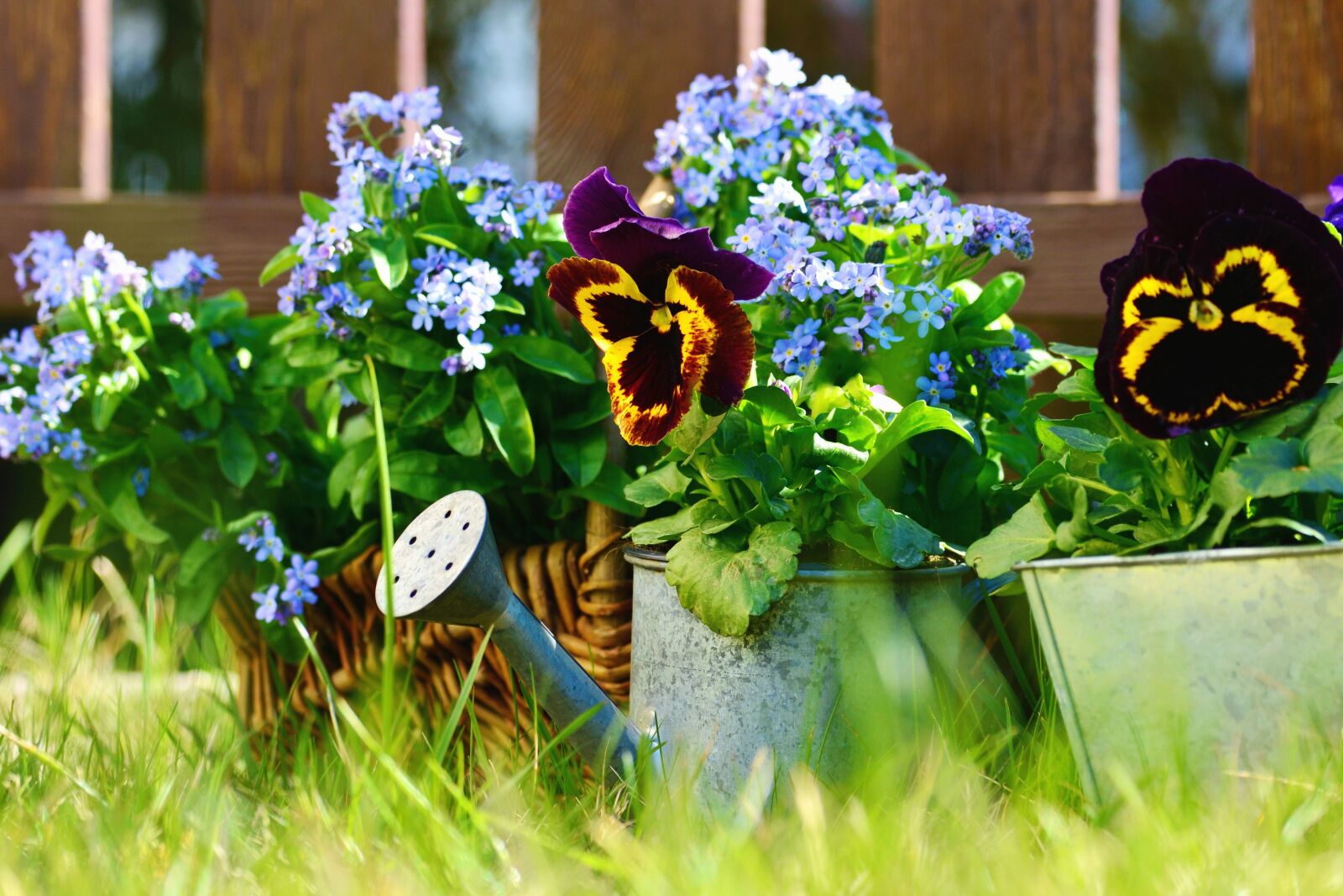 Nikon D5200 sample photo. Watering, flower, flowering, petals photography