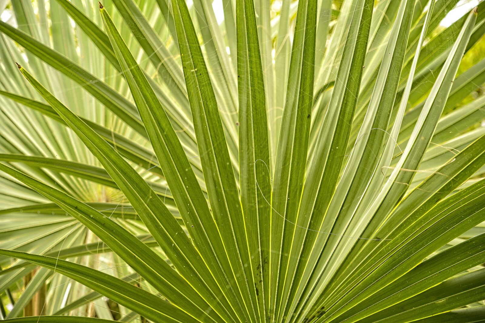 Sony a7 III + Sony FE 24-105mm F4 G OSS sample photo. Palm, leaf, plant photography