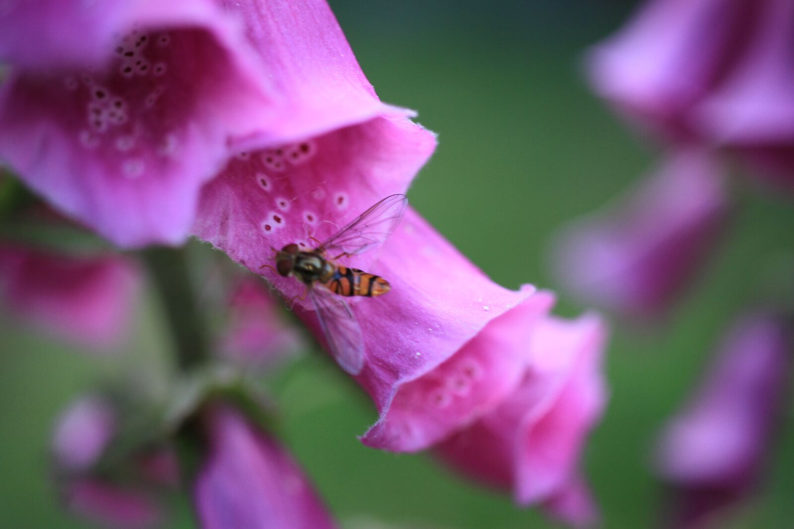 Canon EOS 7D sample photo. Thimble, digitalis, pink photography