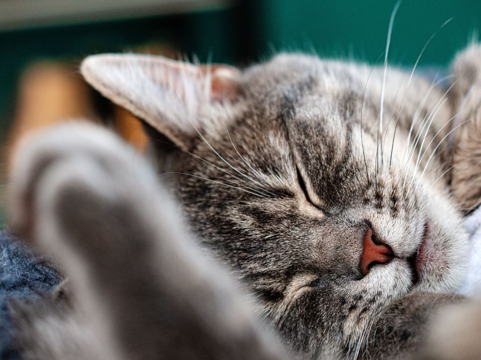 Nikon D300S sample photo. Cat, close up, macro photography