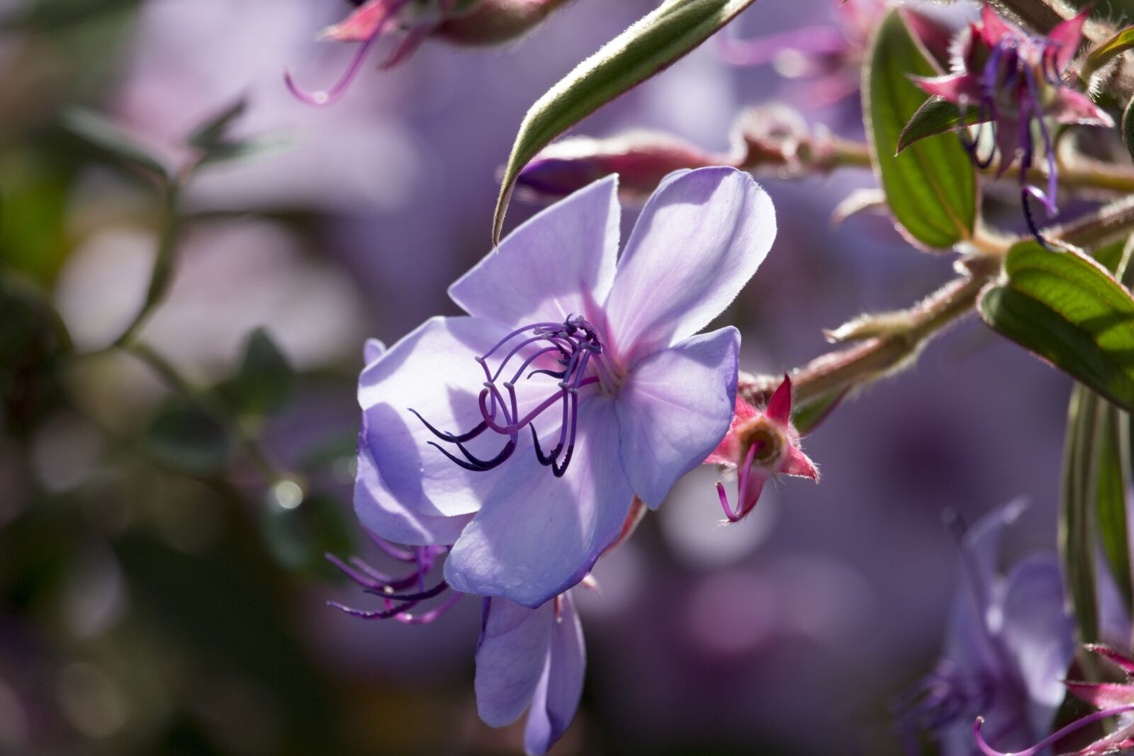 Canon EOS 700D (EOS Rebel T5i / EOS Kiss X7i) sample photo. Purple, pink, plant photography