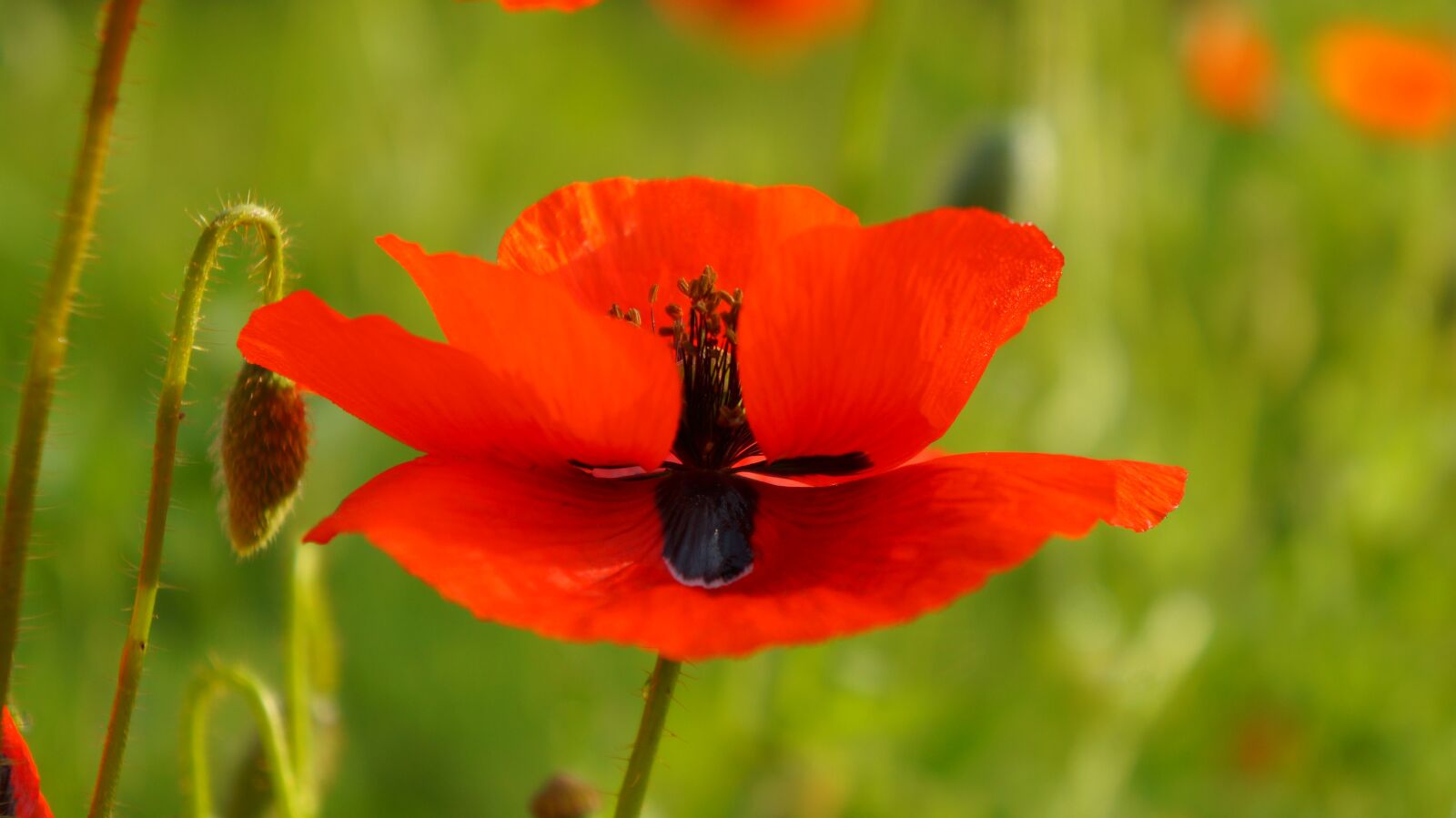 Sony Alpha a3000 + Sony E 18-55mm F3.5-5.6 OSS sample photo. Nature, plants, poppies photography