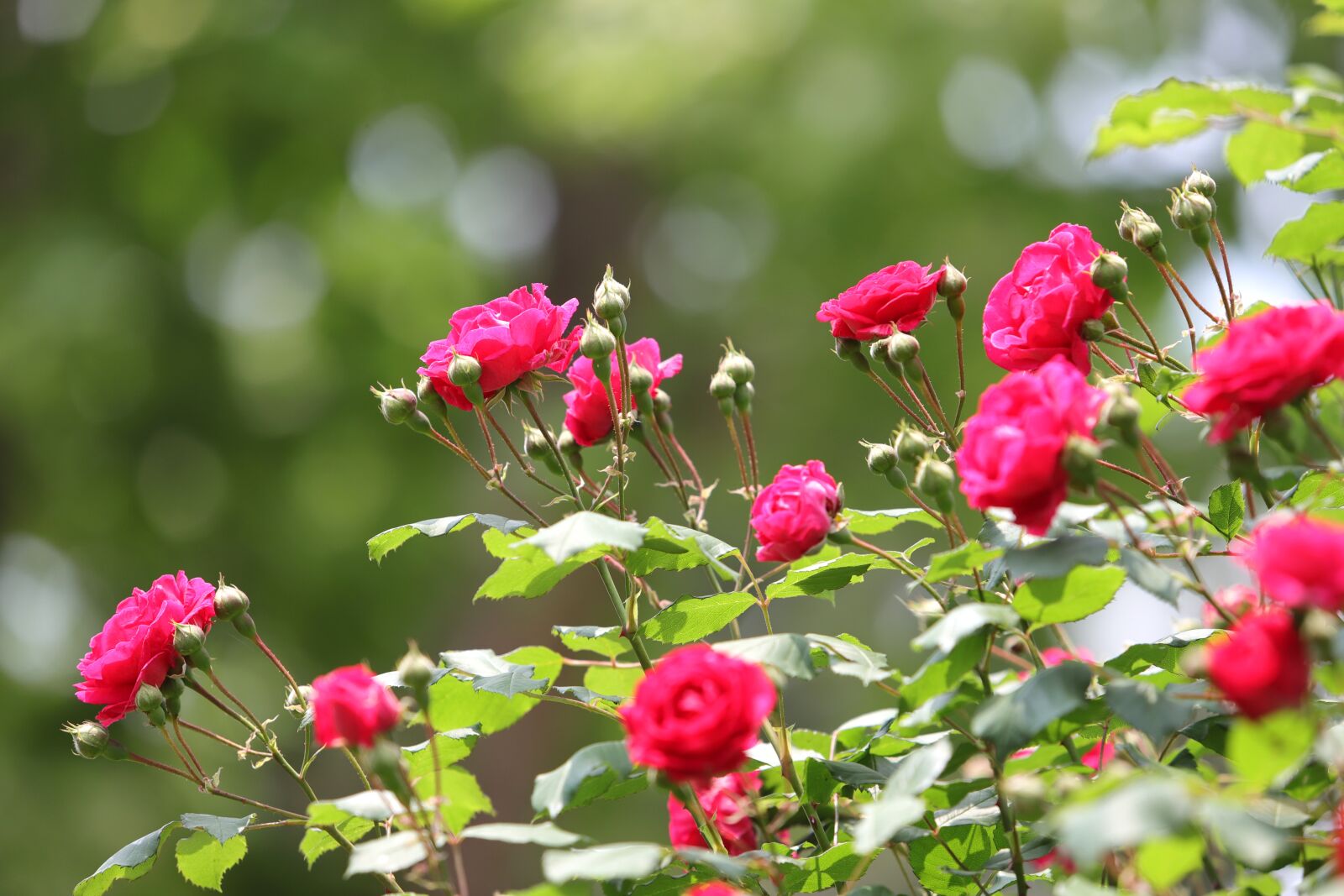 Canon EOS 6D Mark II + Canon EF 70-200mm F2.8L USM sample photo. Rose, flowers, pretty flowers photography
