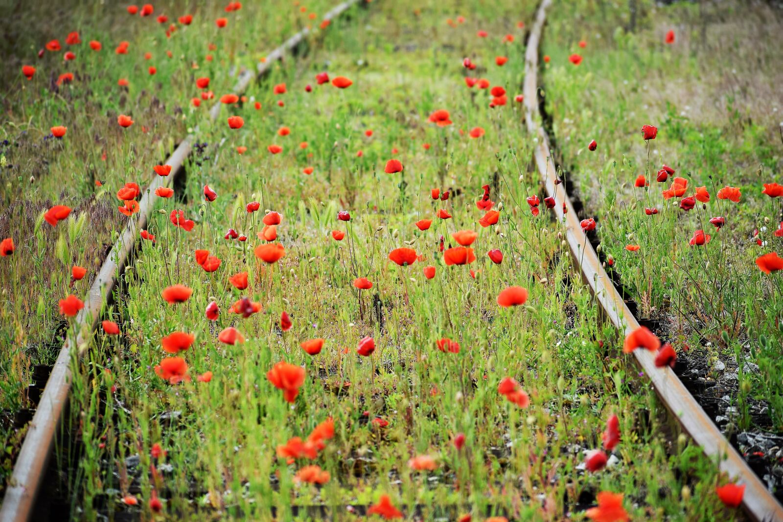 Nikon D3300 sample photo. Red poppies, green grass photography