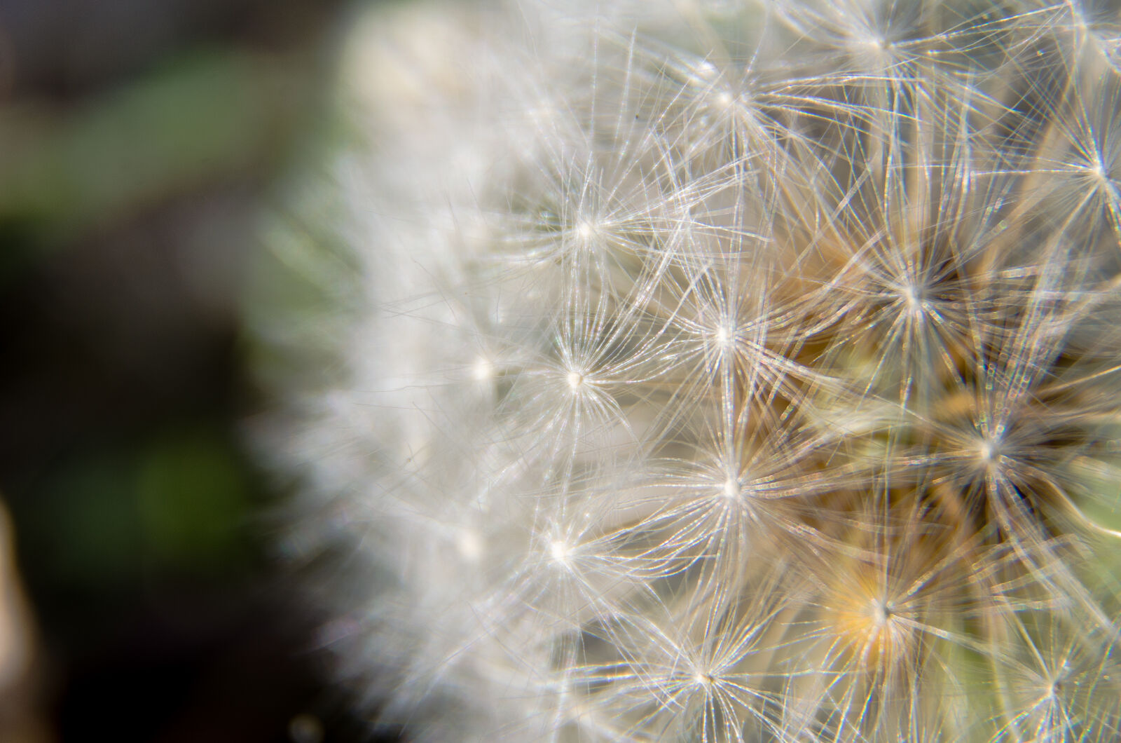 Nikon D5100 sample photo. Bright, close, up, dandelion photography