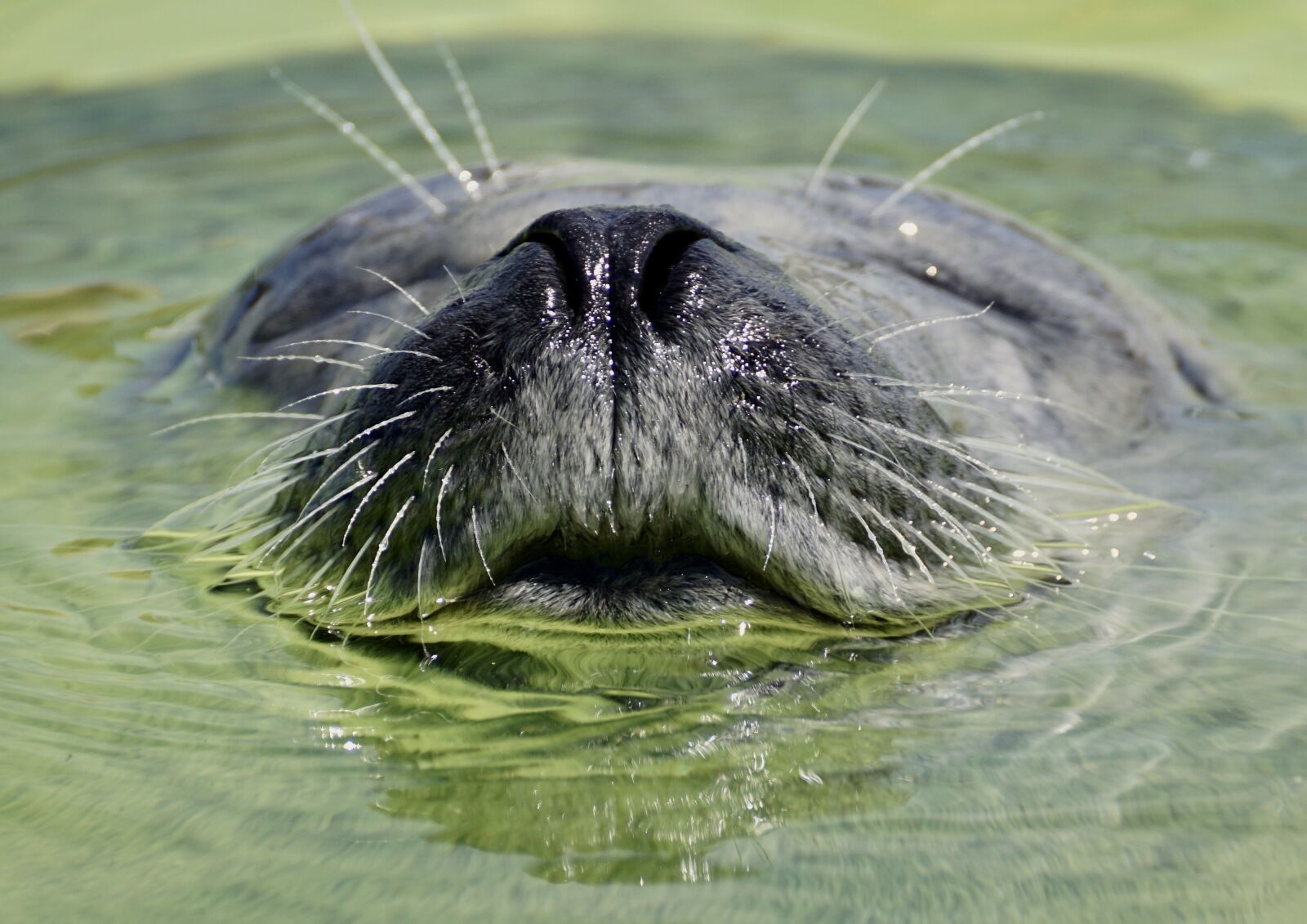 Sony DT 55-300mm F4.5-5.6 SAM sample photo. Seal, aquarium, water photography
