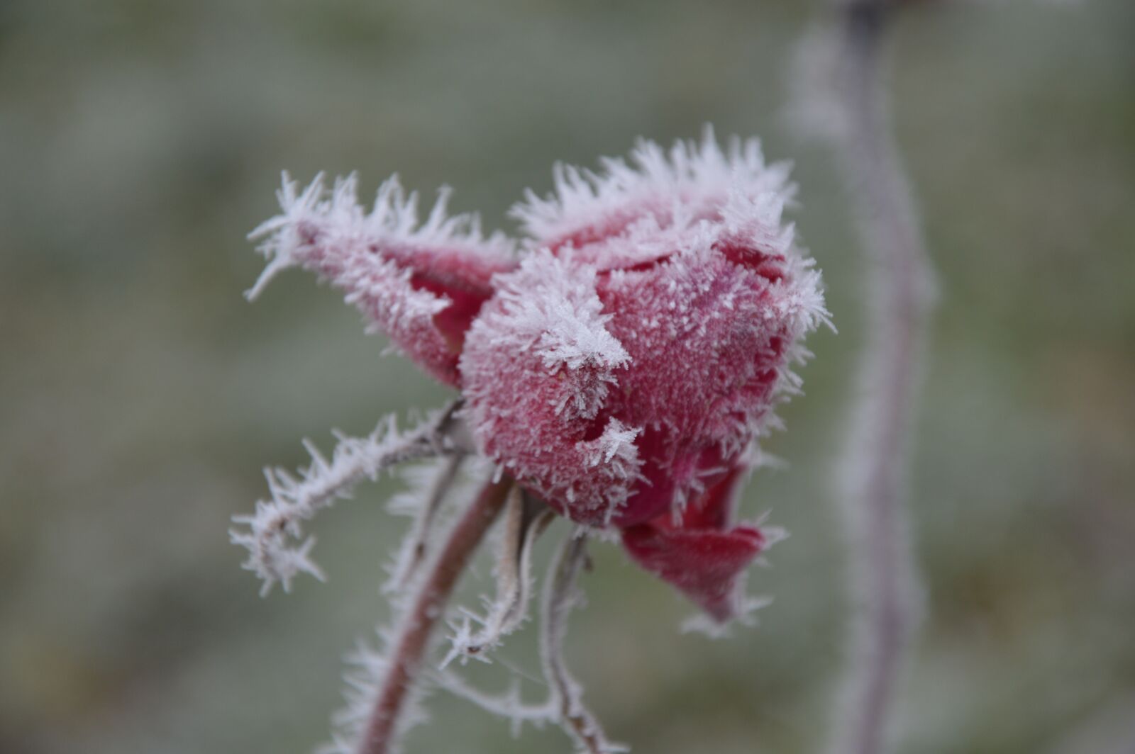 Nikon D3200 sample photo. Pink, frost, winter photography