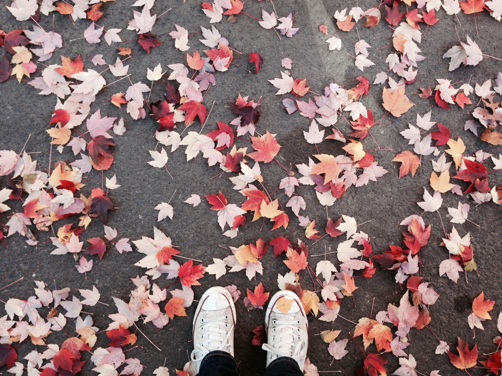 iPhone 5 back camera 4.12mm f/2.4 sample photo. Fall, leaves, portland photography