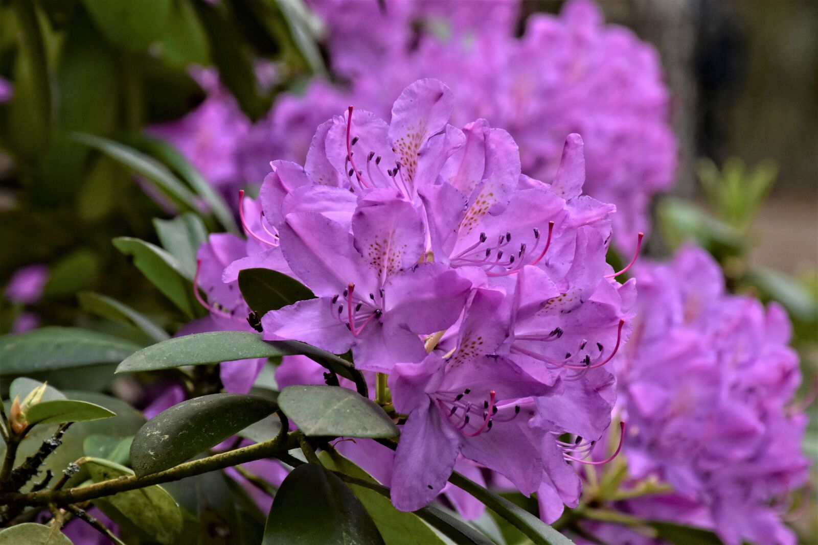 Nikon D7200 sample photo. Rhododendron, blossom, bloom photography