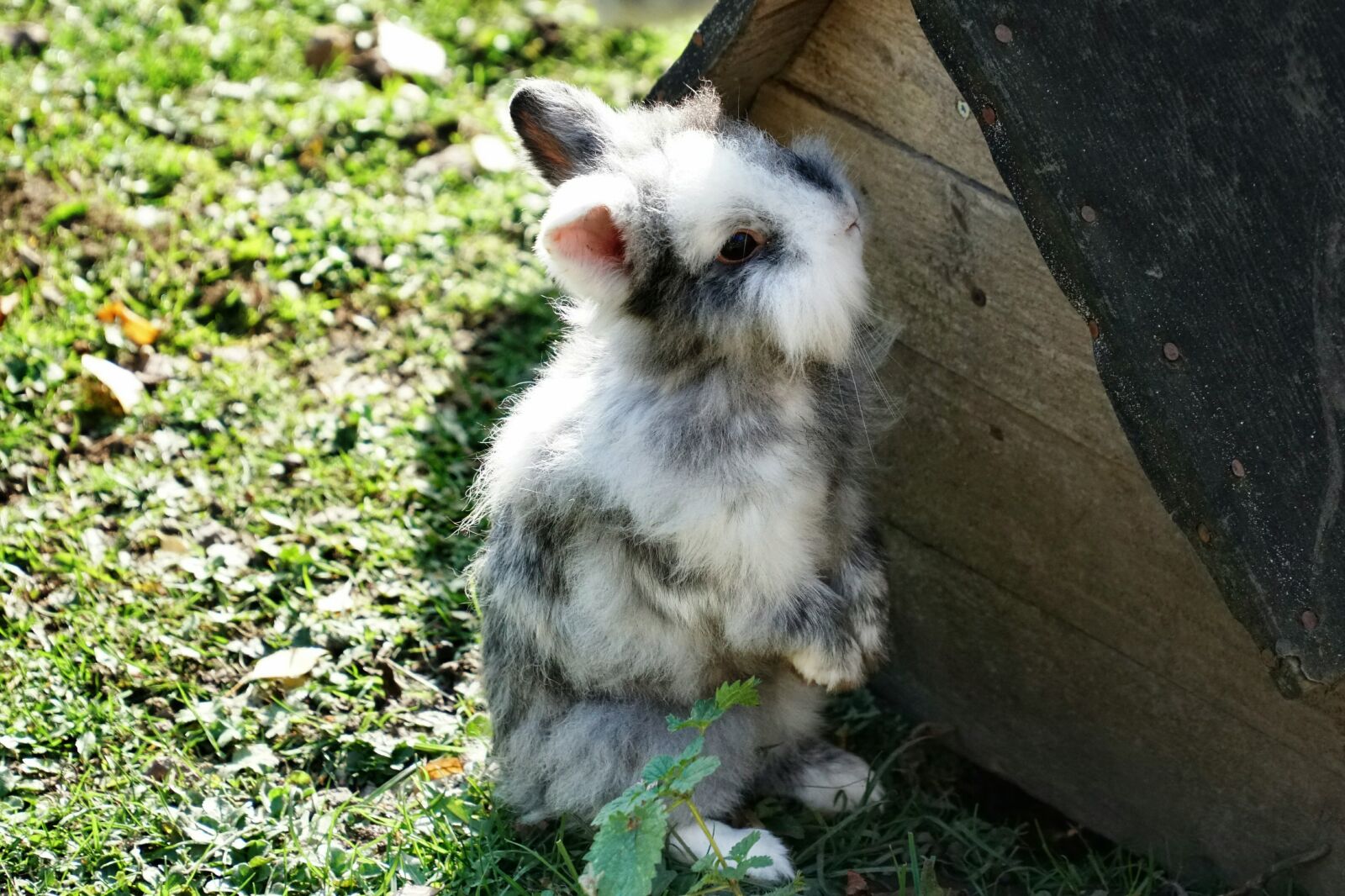 Sony a6300 + Sony E PZ 18-105mm F4 G OSS sample photo. Dwarf rabbit, geising, wildlife photography