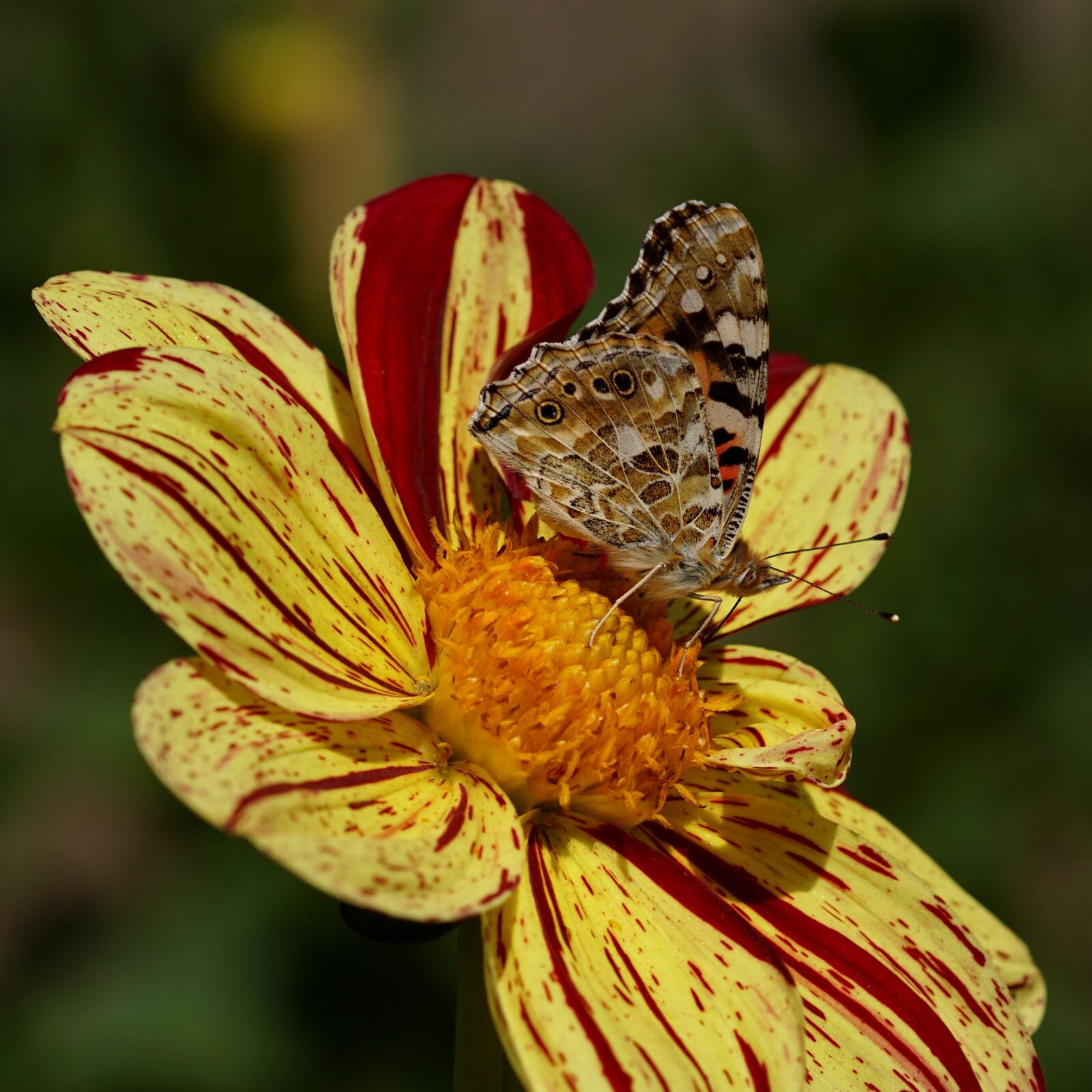 Sony SLT-A68 + 105mm F2.8 sample photo. Vanessa cardui, walking butterfly photography