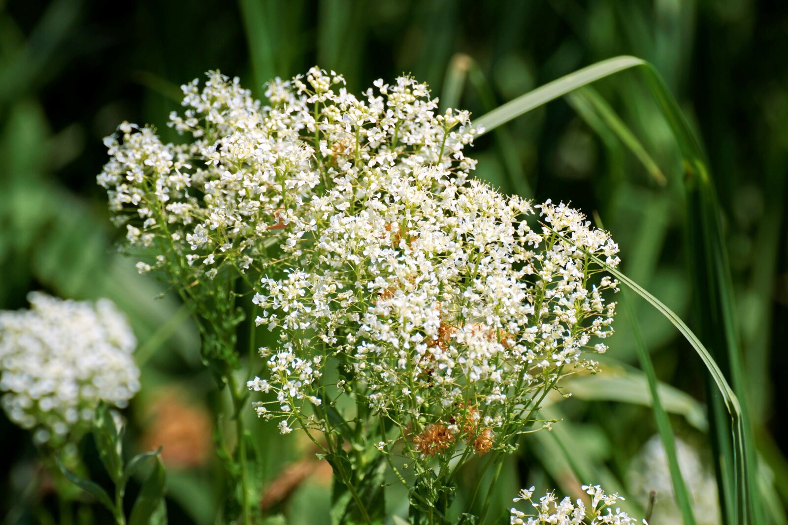 Nikon D5300 sample photo. Inflorescence, plant, flowers photography