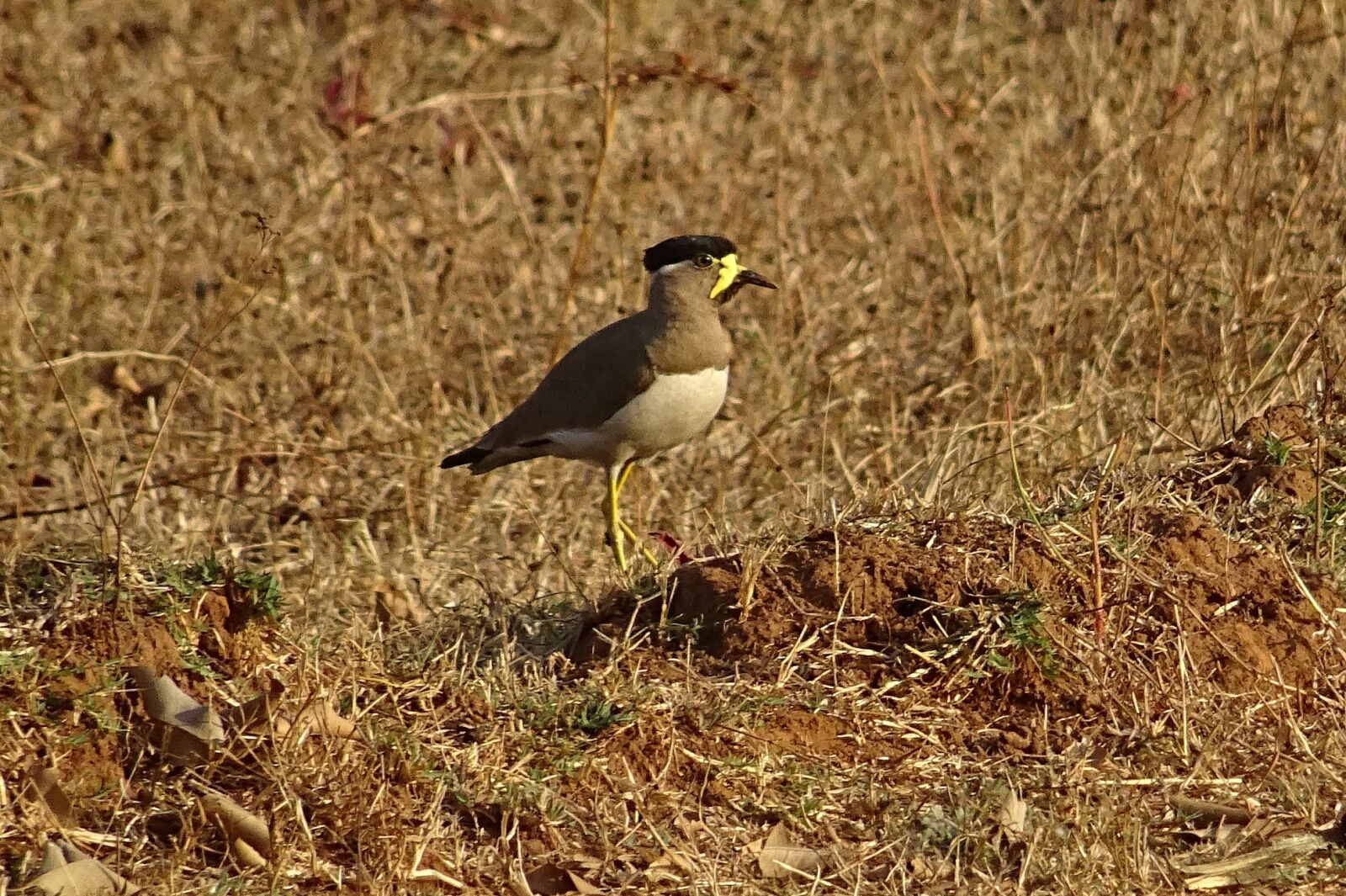 Sony DSC-HX60V sample photo. Bird, yellow-wattled lapwing, vanellus photography