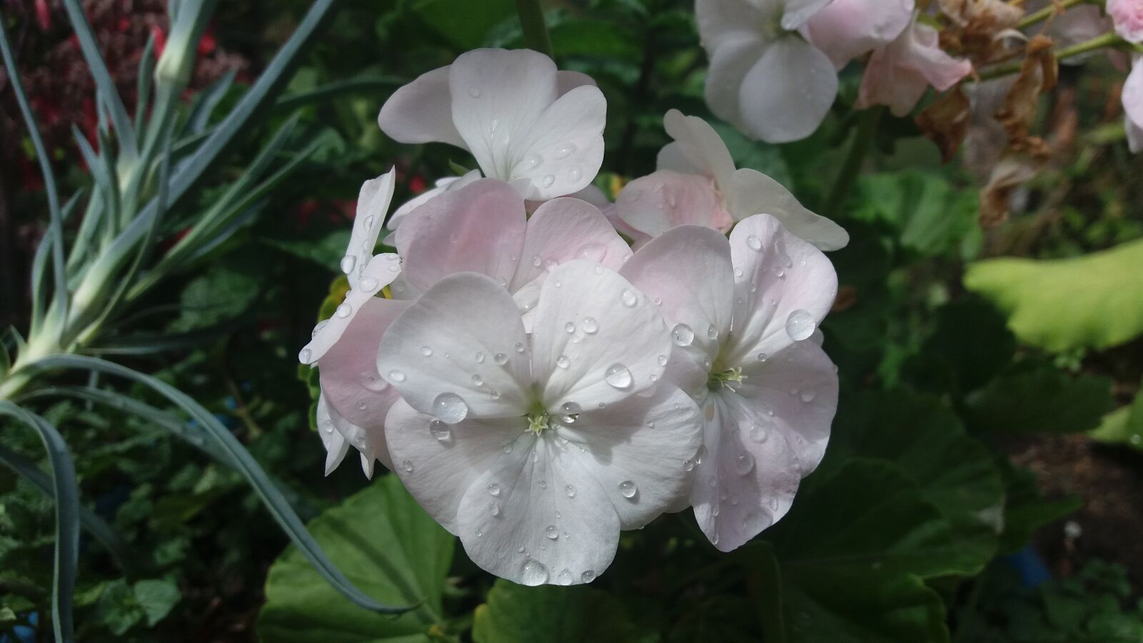 Samsung Galaxy J5 sample photo. Geranium, flower, garden photography