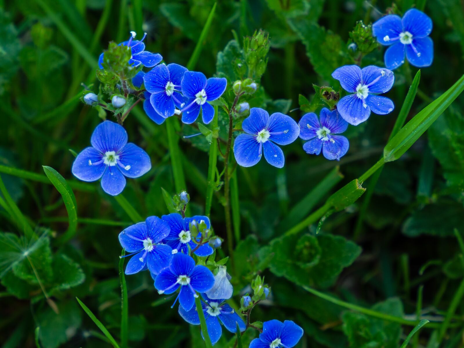 Olympus OM-D E-M10 III sample photo. Veronica, flower, blue photography